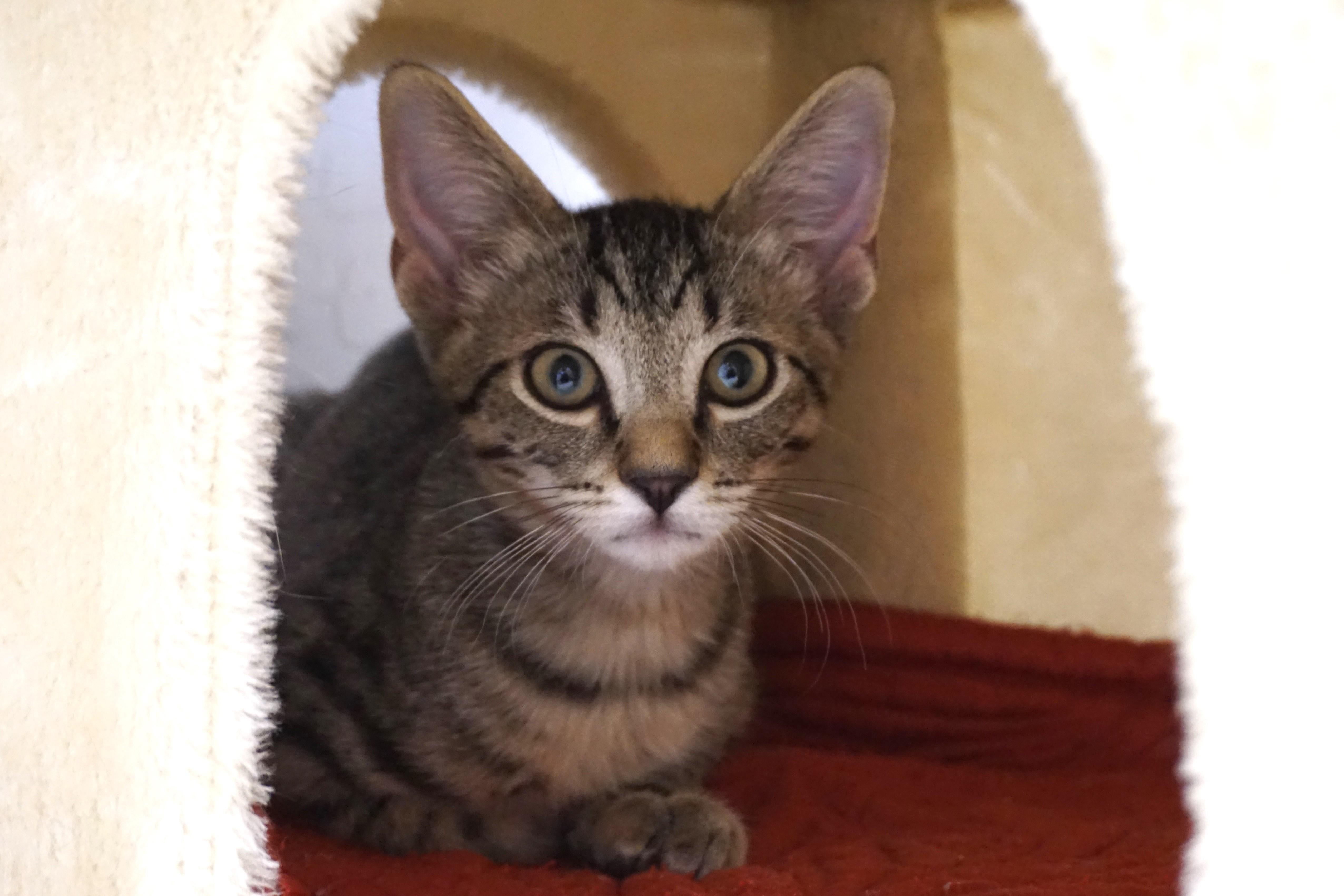 Enlarge Schwarzy, an adopted Domestic Short Hair in Fountain Hills, AZ image 3/4