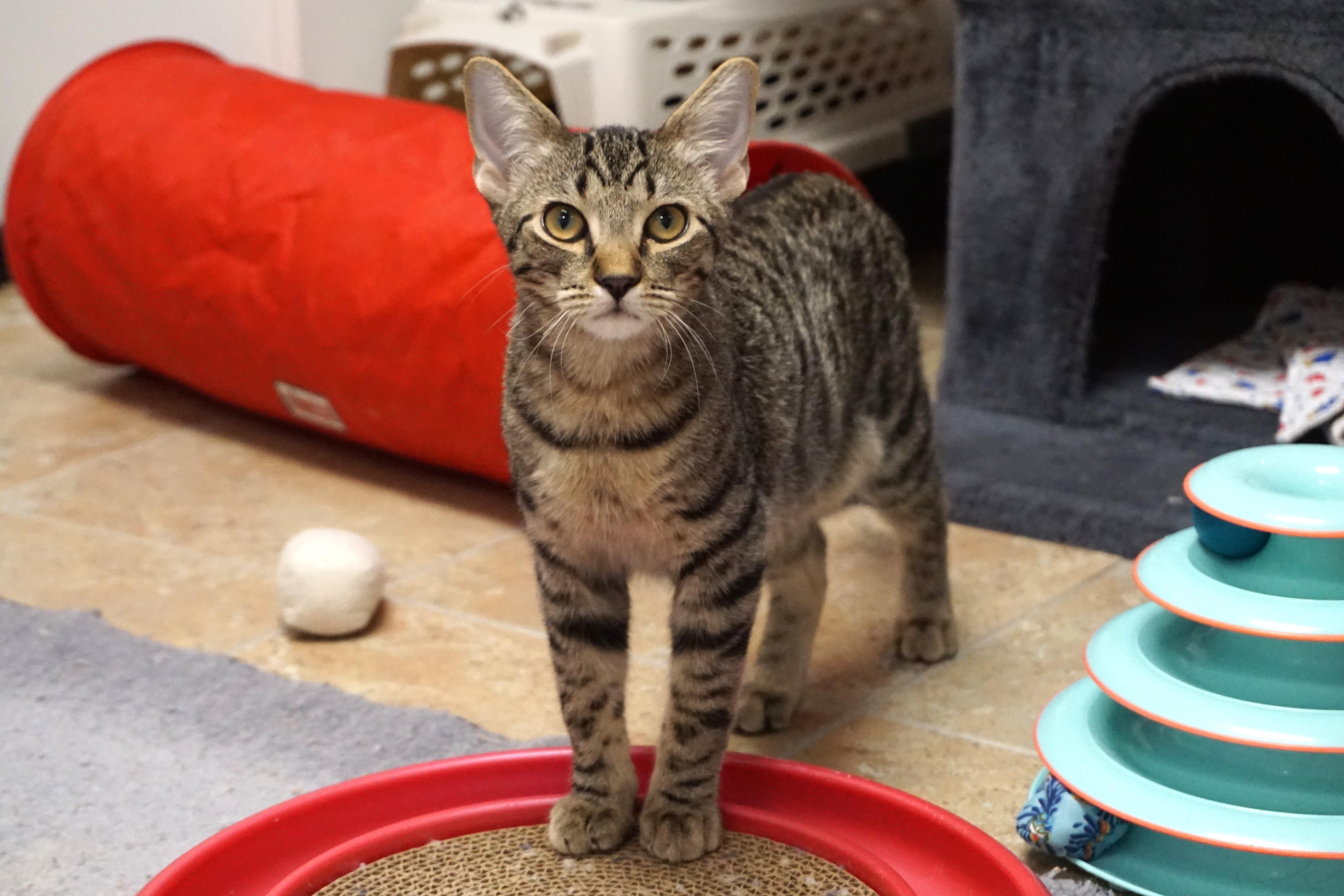 Enlarge Schwarzy, an adopted Domestic Short Hair in Fountain Hills, AZ image 2/4