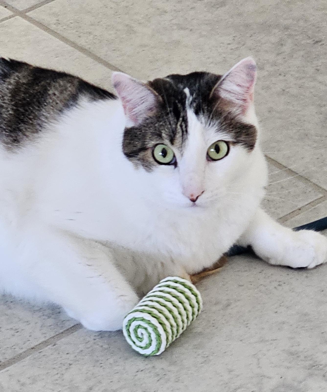 Jack (sweet kitty), Adoptable, Adult Male Domestic Short Hair.