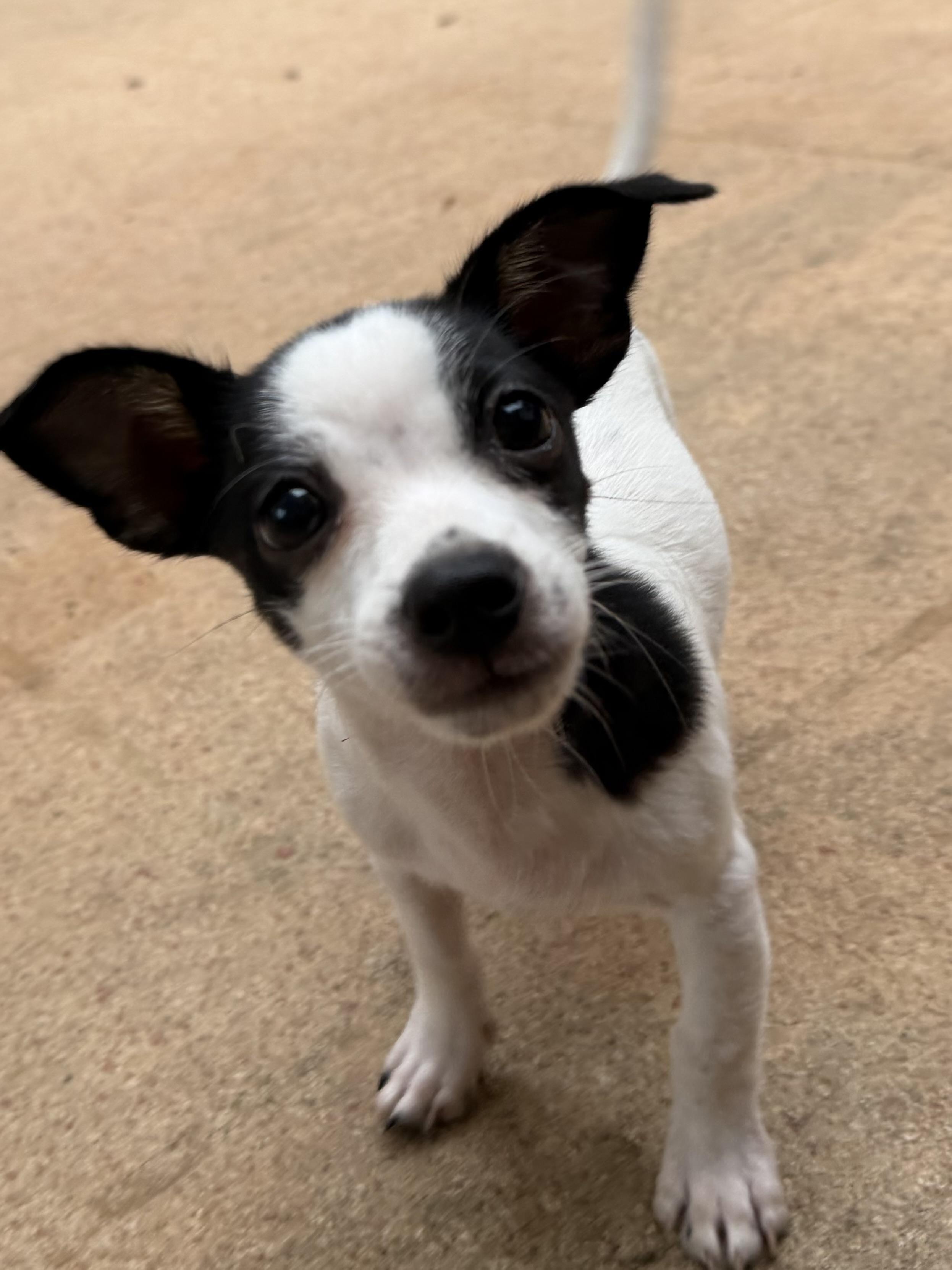 Eli, a ADOPTABLE mixed breed in Alabaster, AL image 2/6