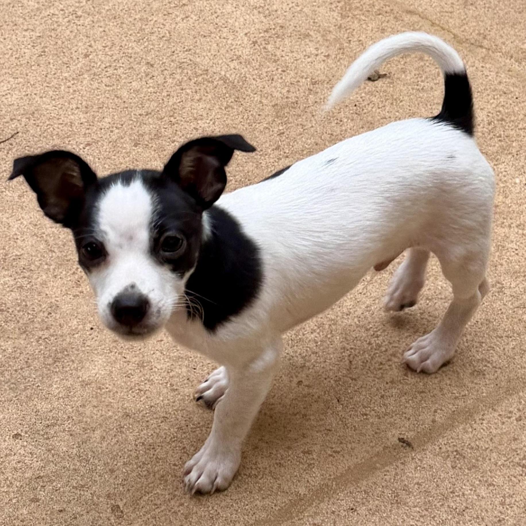 Eli, ADOPTABLE, Puppy Male Chiweenie & Rat Terrier.