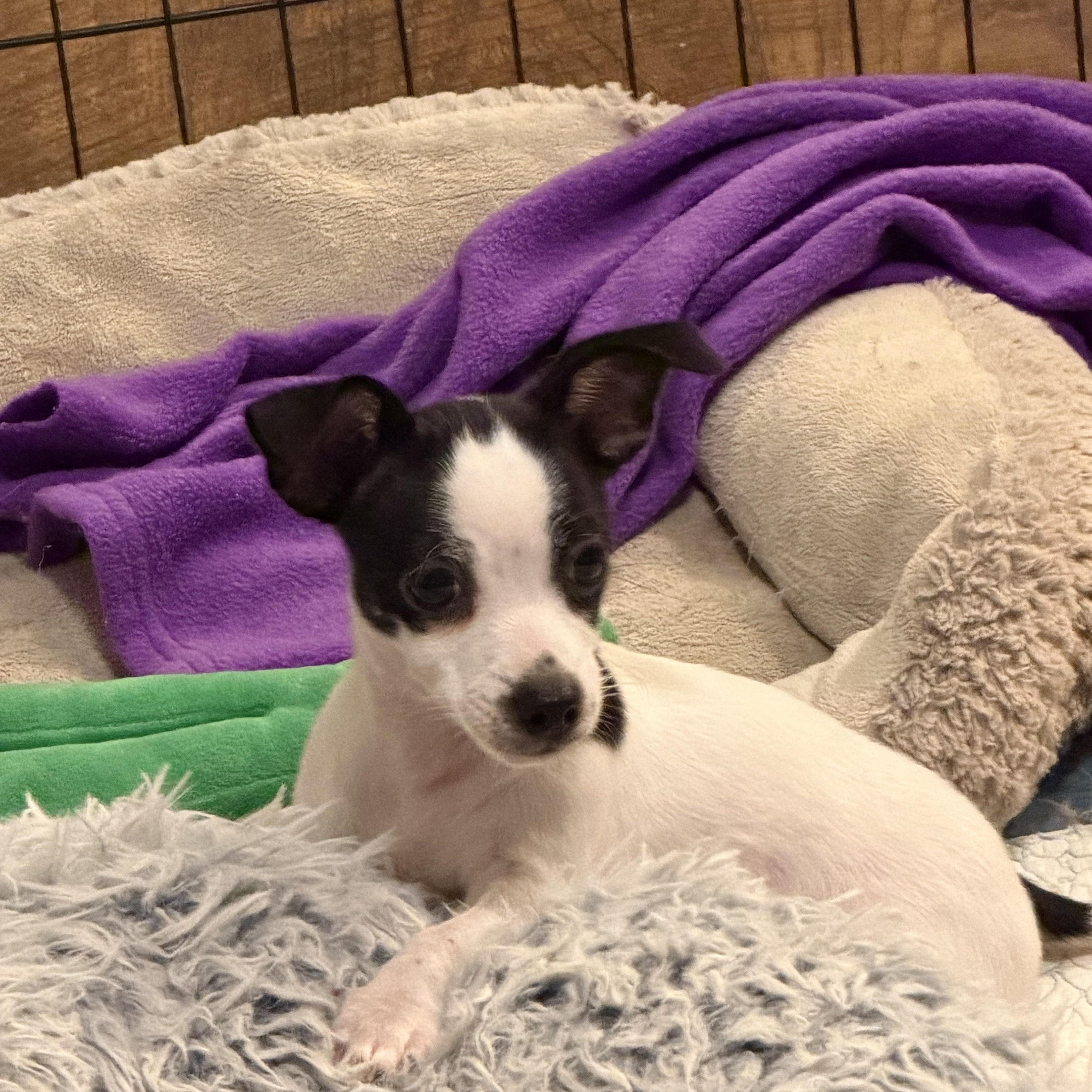 Eli, a ADOPTABLE mixed breed in Alabaster, AL image 5/6