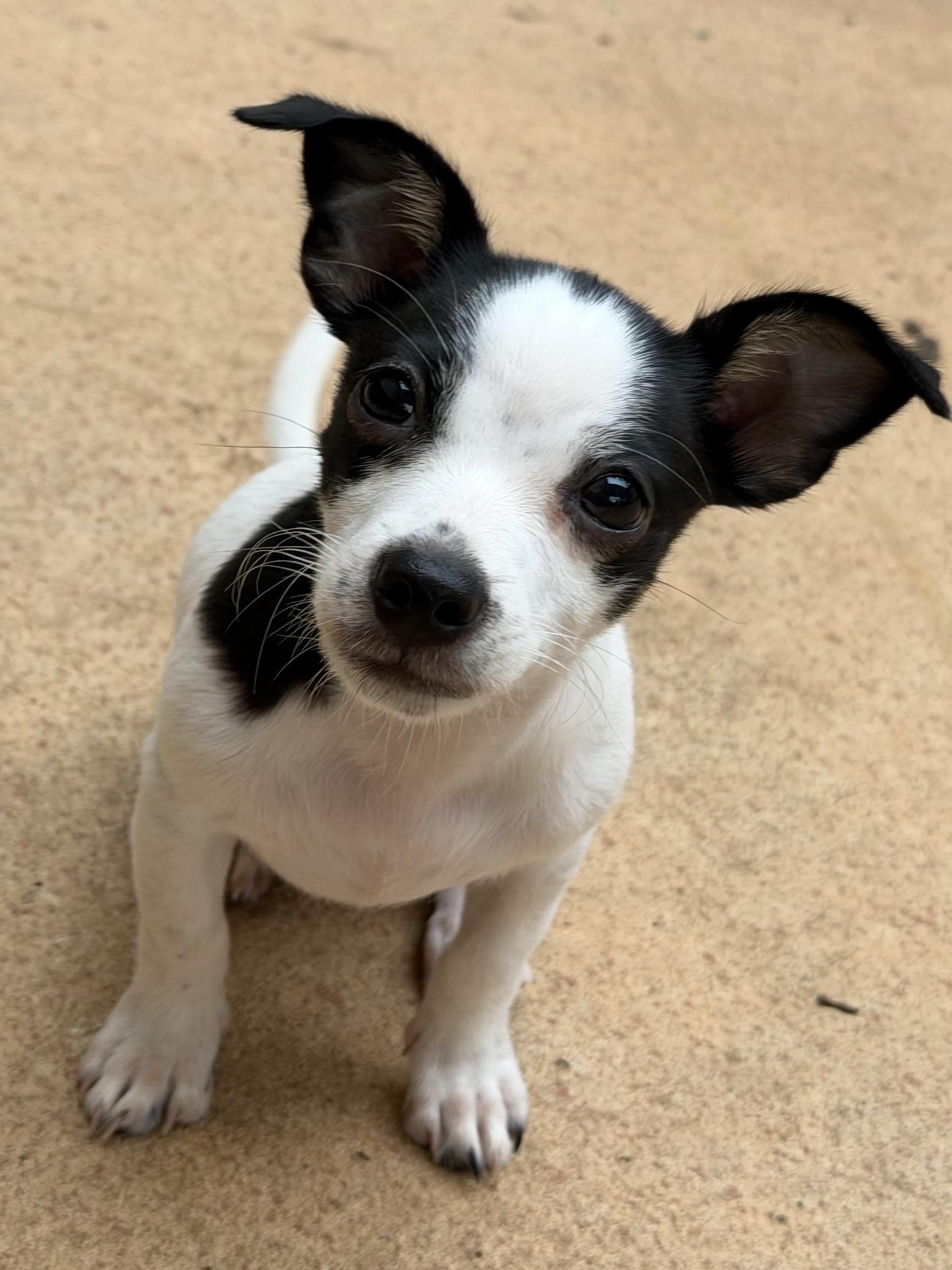 Eli, a ADOPTABLE mixed breed in Alabaster, AL image 4/6