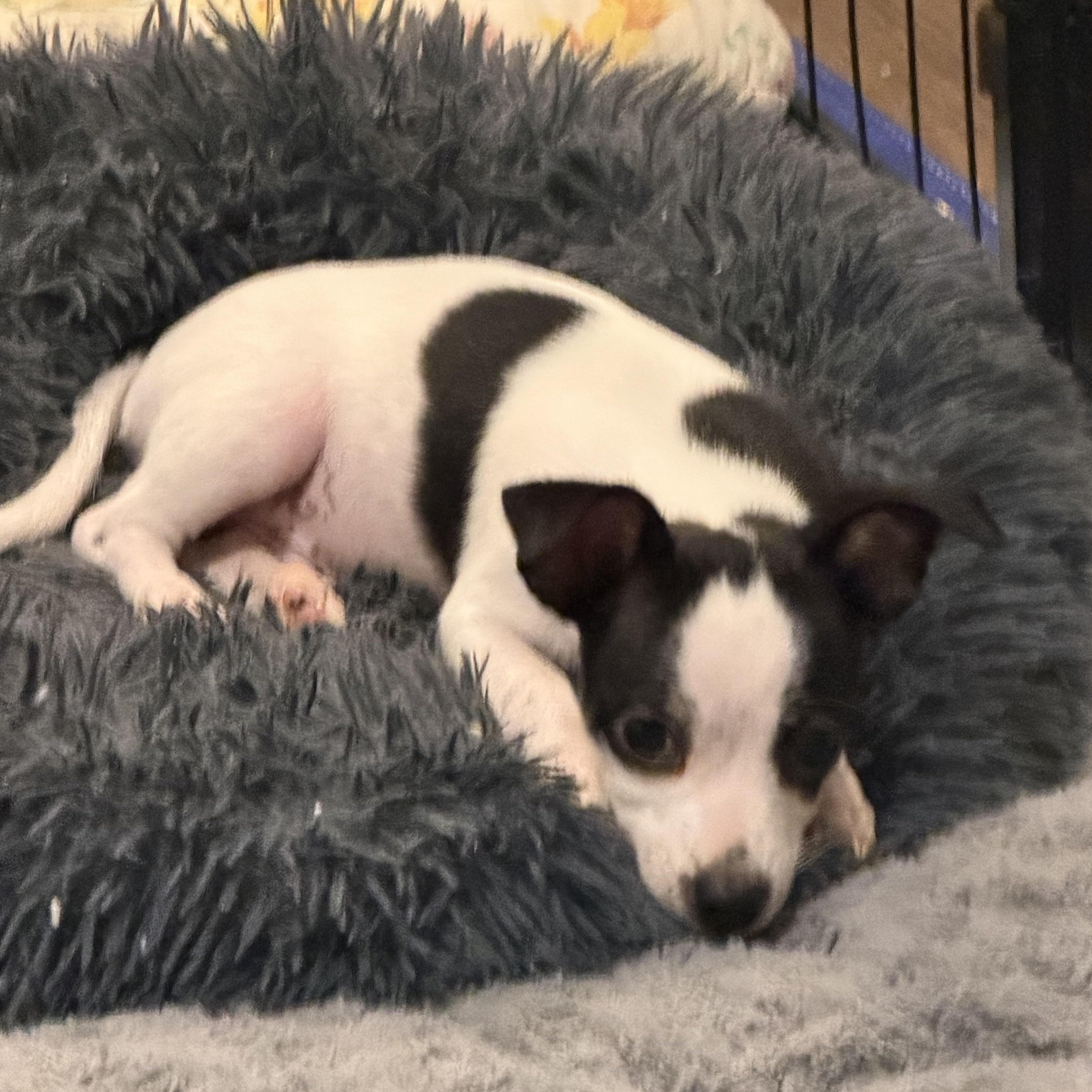Eli, a ADOPTABLE mixed breed in Alabaster, AL image 3/6