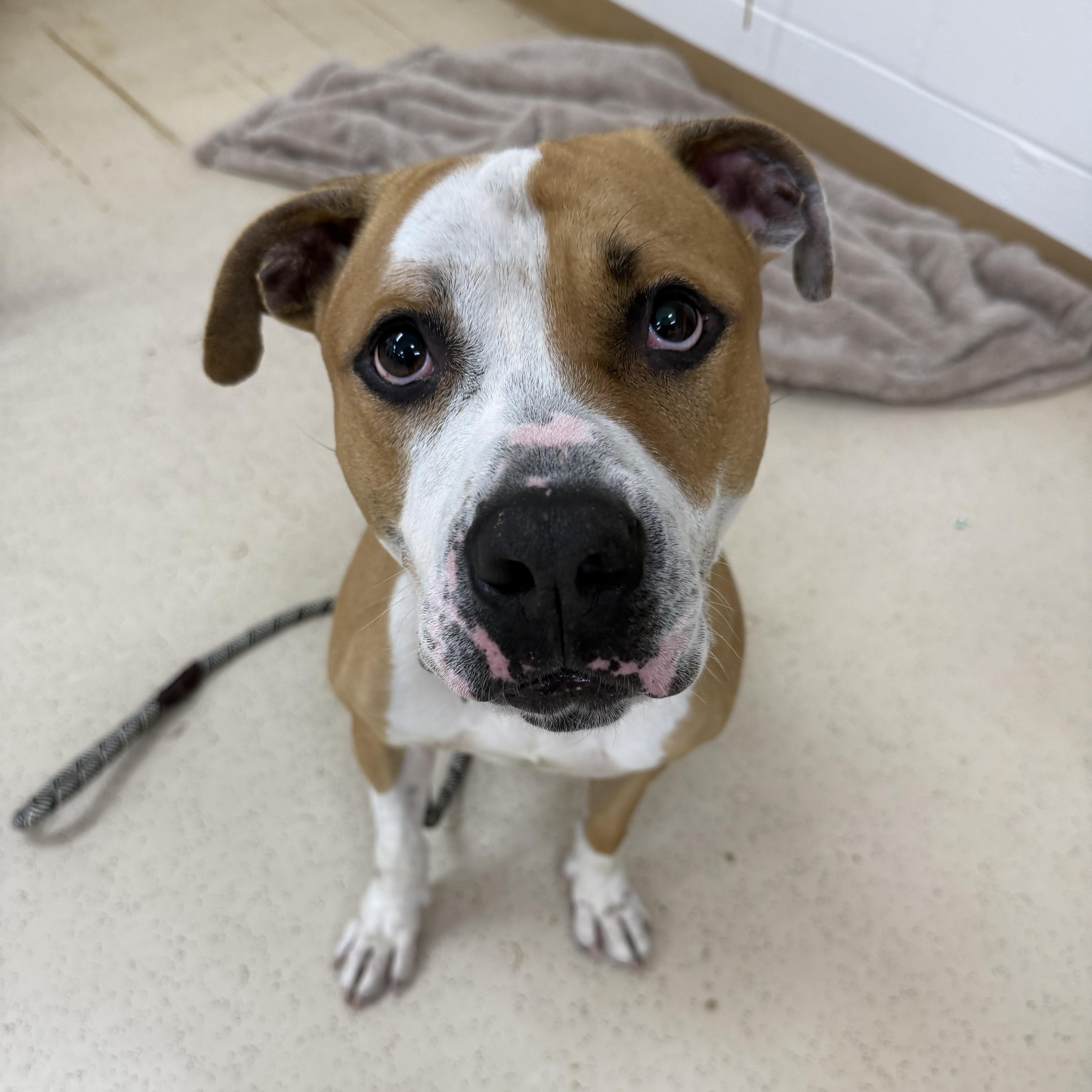 Stan Lee, Adoptable, Adult Male Pit Bull Terrier.