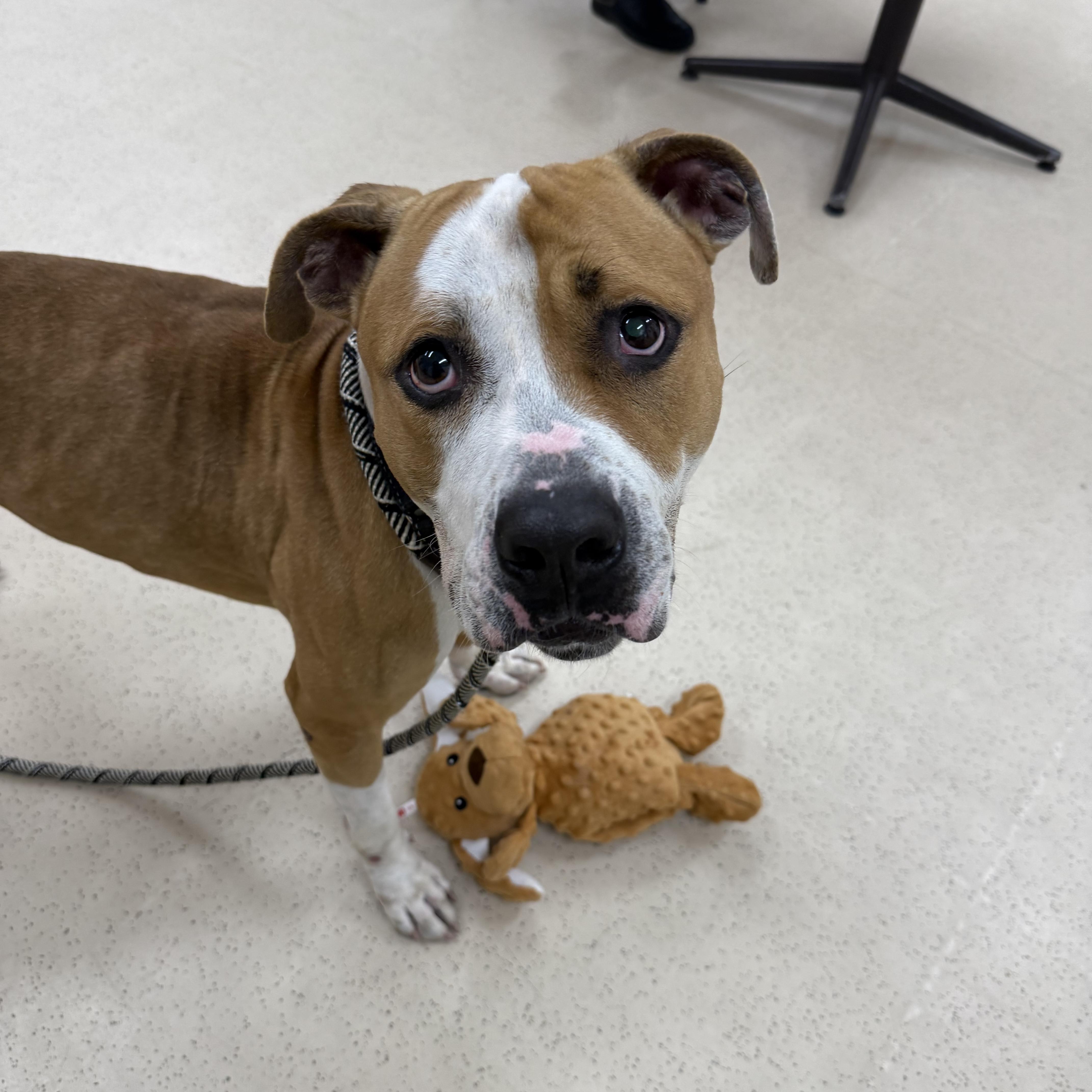 Enlarge Stan Lee, a Adoptable mixed breed in Eatontown, NJ image 4/5