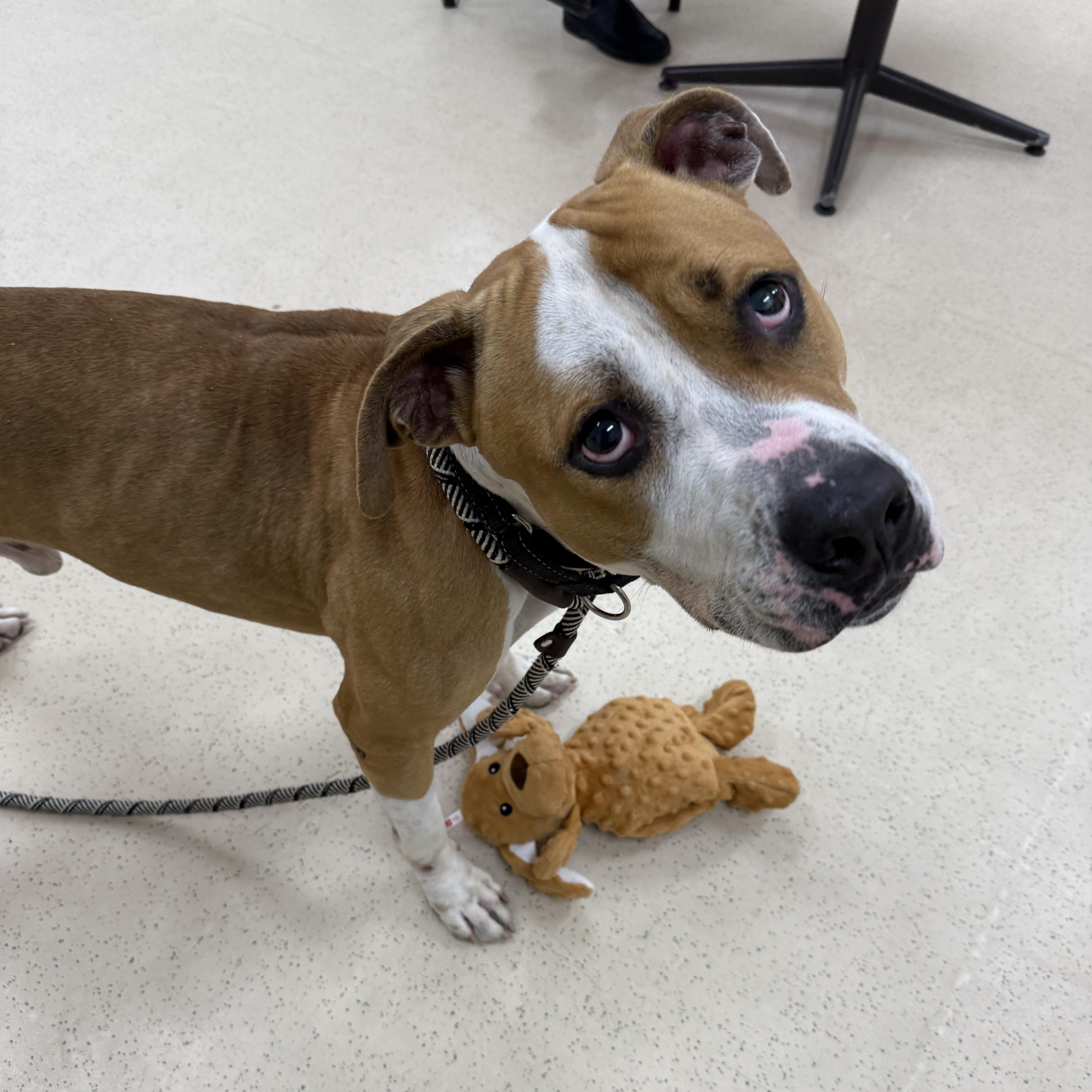 Enlarge Stan Lee, a Adoptable mixed breed in Eatontown, NJ image 5/5