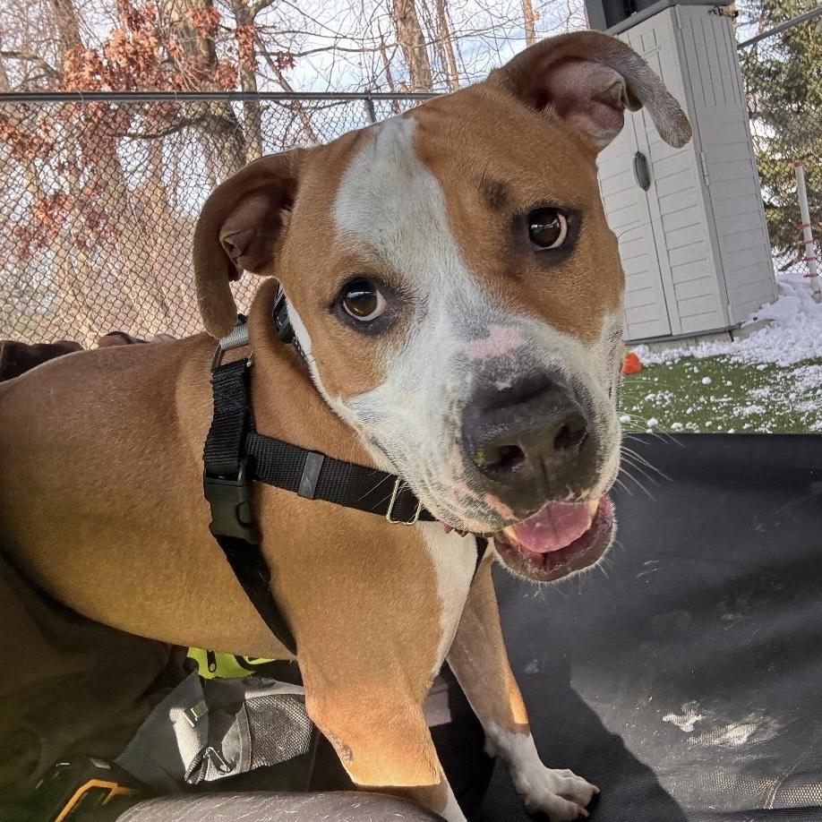 Enlarge Stan Lee, a Adoptable mixed breed in Eatontown, NJ image 3/6