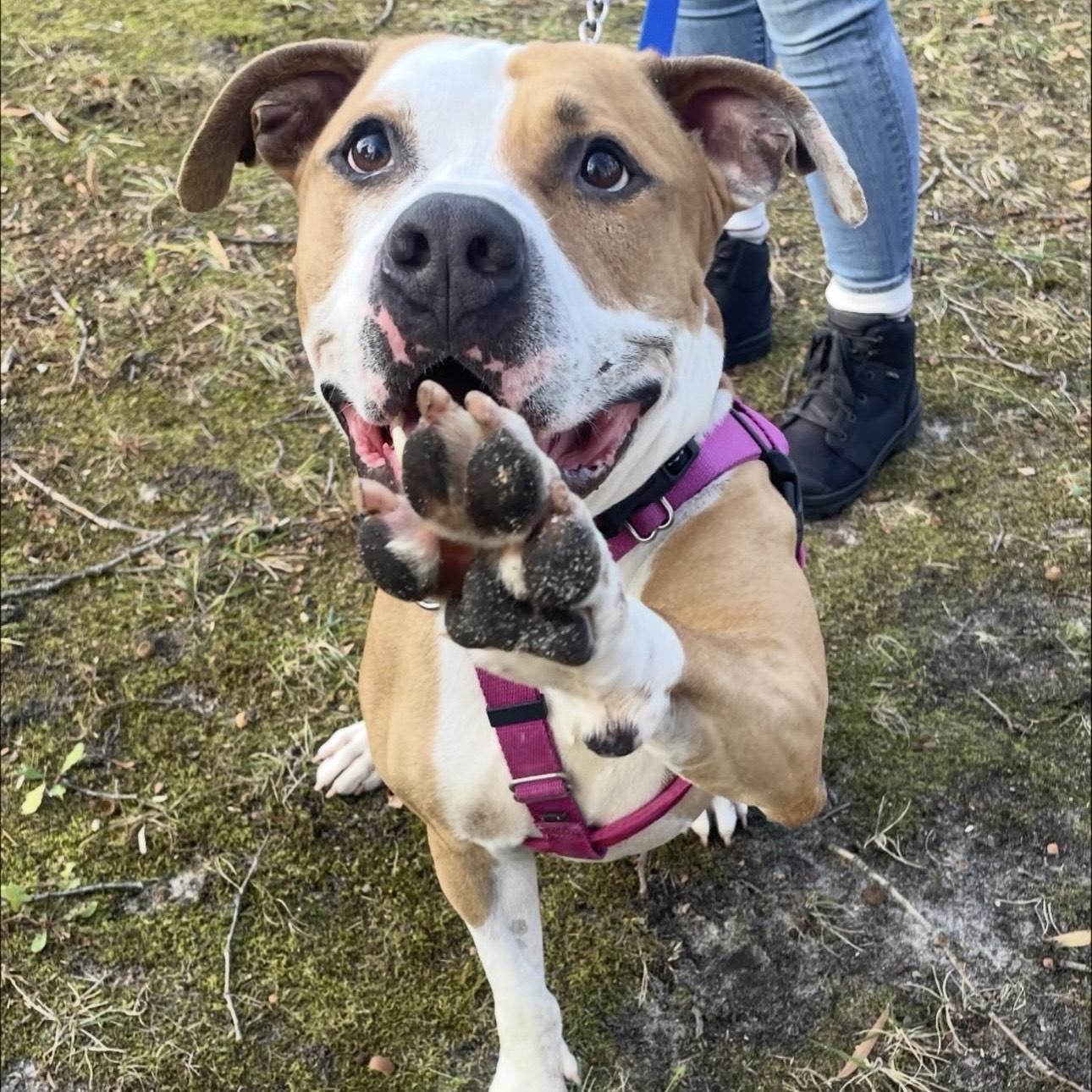 Enlarge Stan Lee, a Adoptable mixed breed in Eatontown, NJ image 2/5