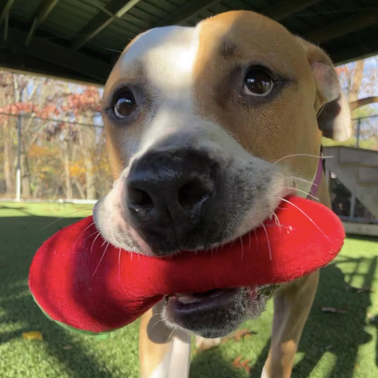 Enlarge Stan Lee, a Adoptable mixed breed in Eatontown, NJ image 4/6