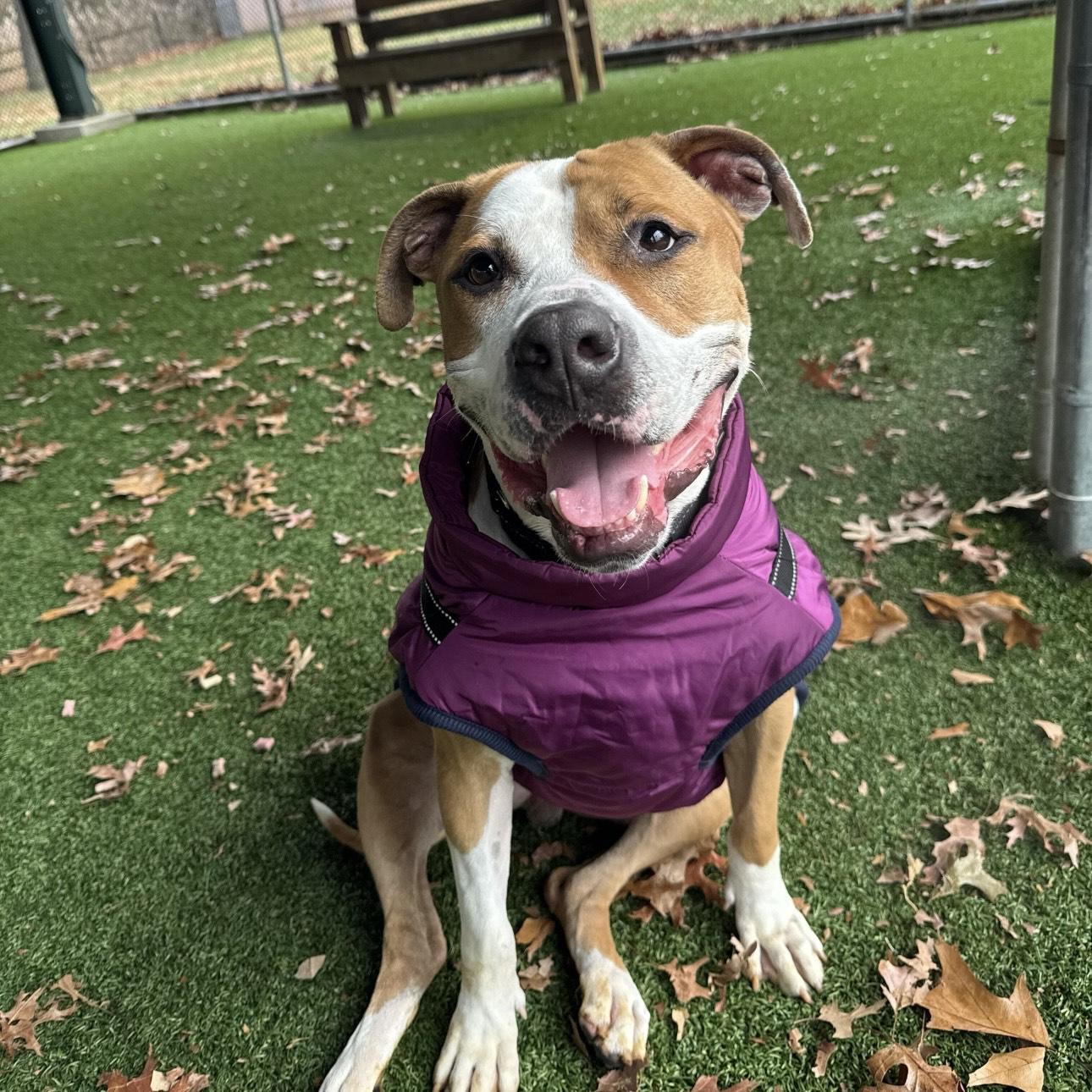 Enlarge Stan Lee, a Adoptable mixed breed in Eatontown, NJ image 5/6