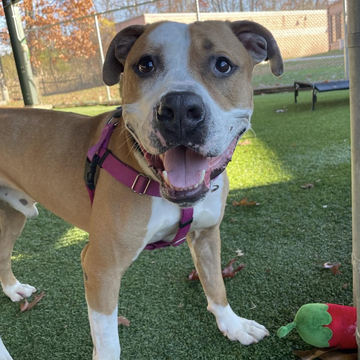 Enlarge Stan Lee, a Adoptable mixed breed in Eatontown, NJ image 6/6