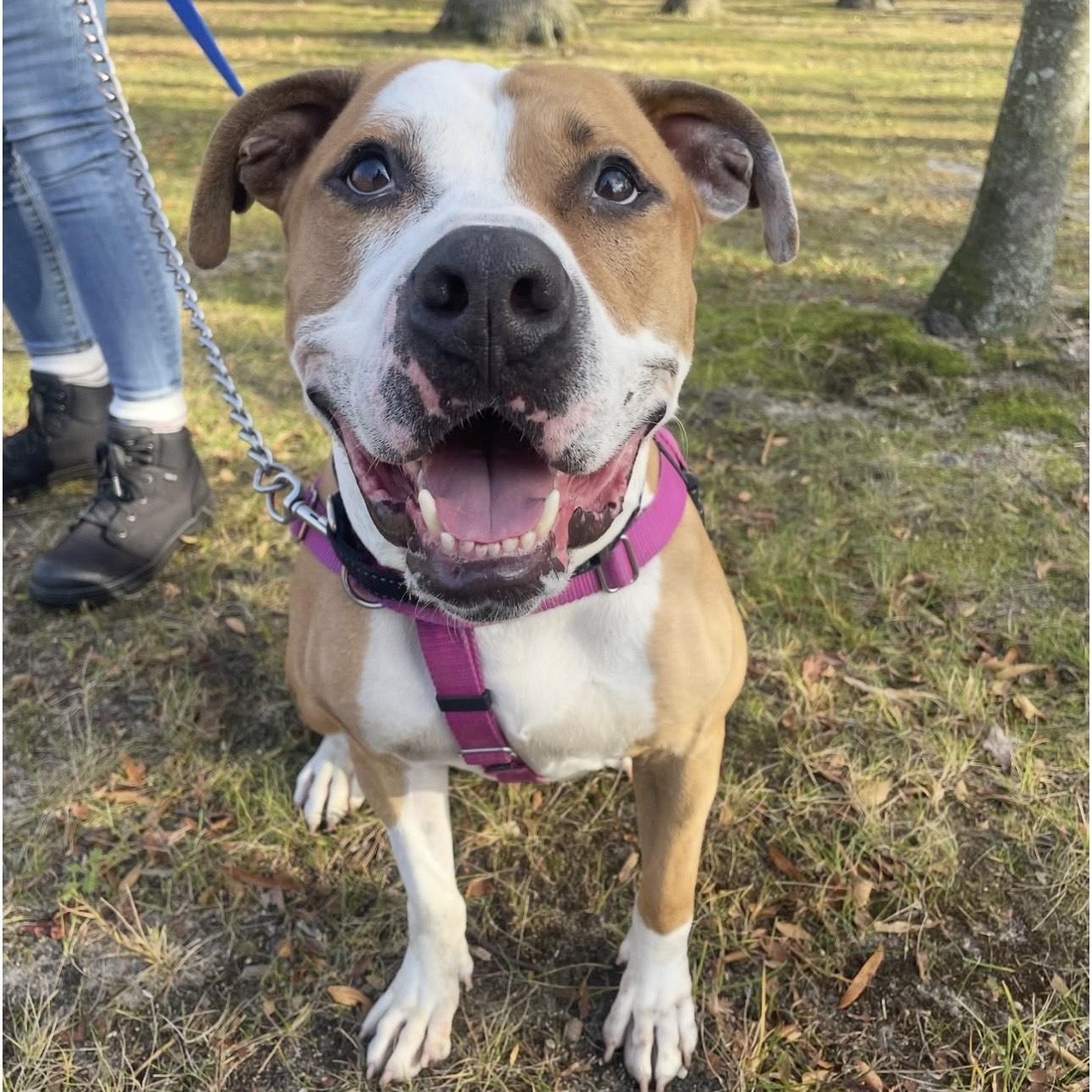Enlarge Stan Lee, a Adoptable mixed breed in Eatontown, NJ image 1/5