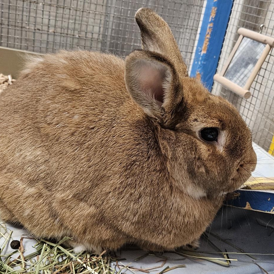 Rabbit for adoption Ralphie, a Bunny Rabbit in Quilcene, WA Petfinder