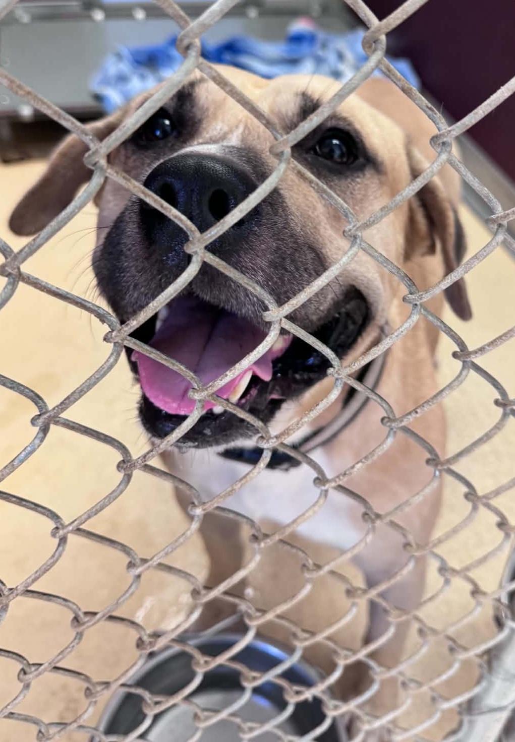 rooster, Adoptable, Adult Male Pit Bull Terrier.