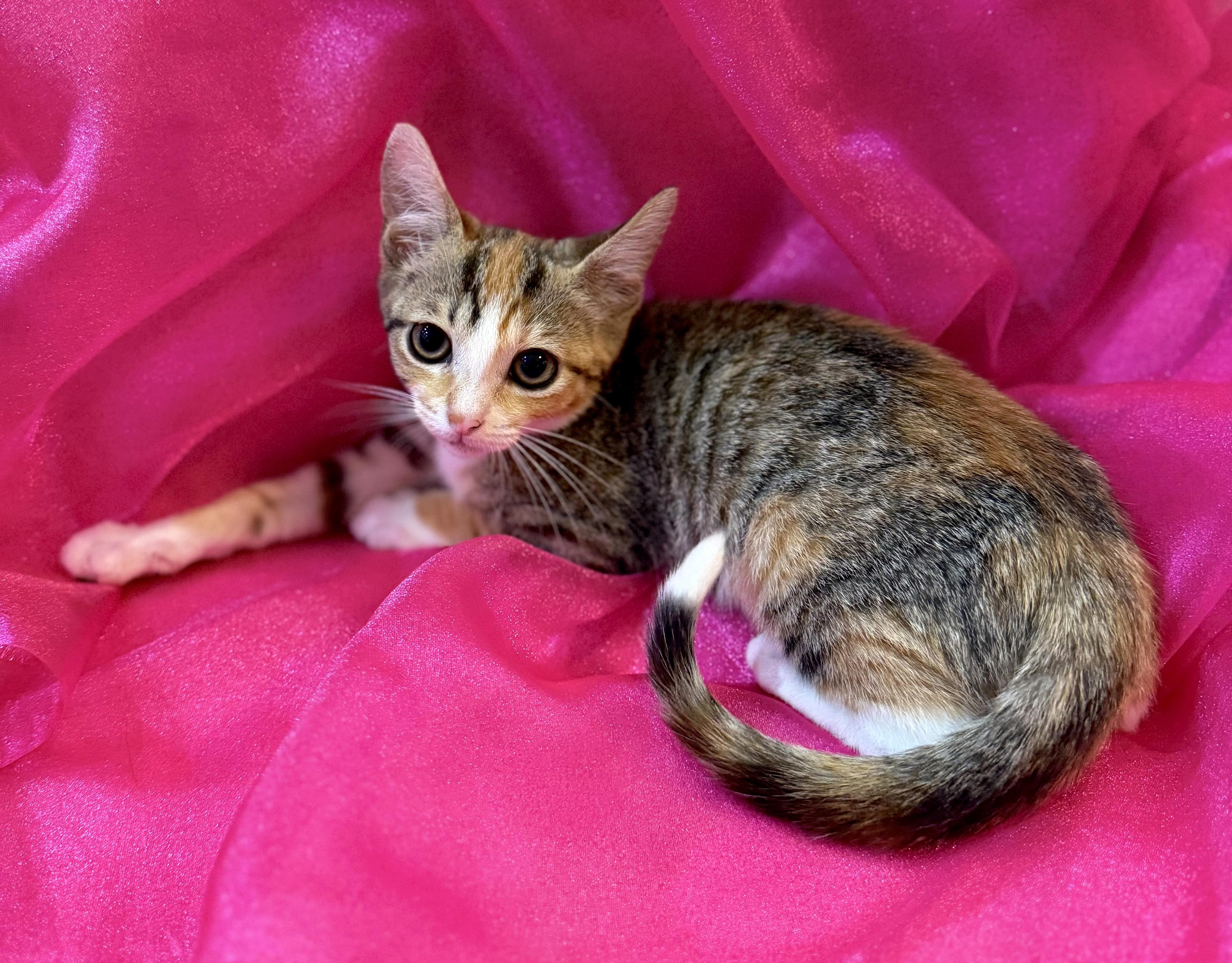 Enlarge Harper (Lap Cat Alert), a Adopted mixed breed in Lake Monroe, FL image 1/6