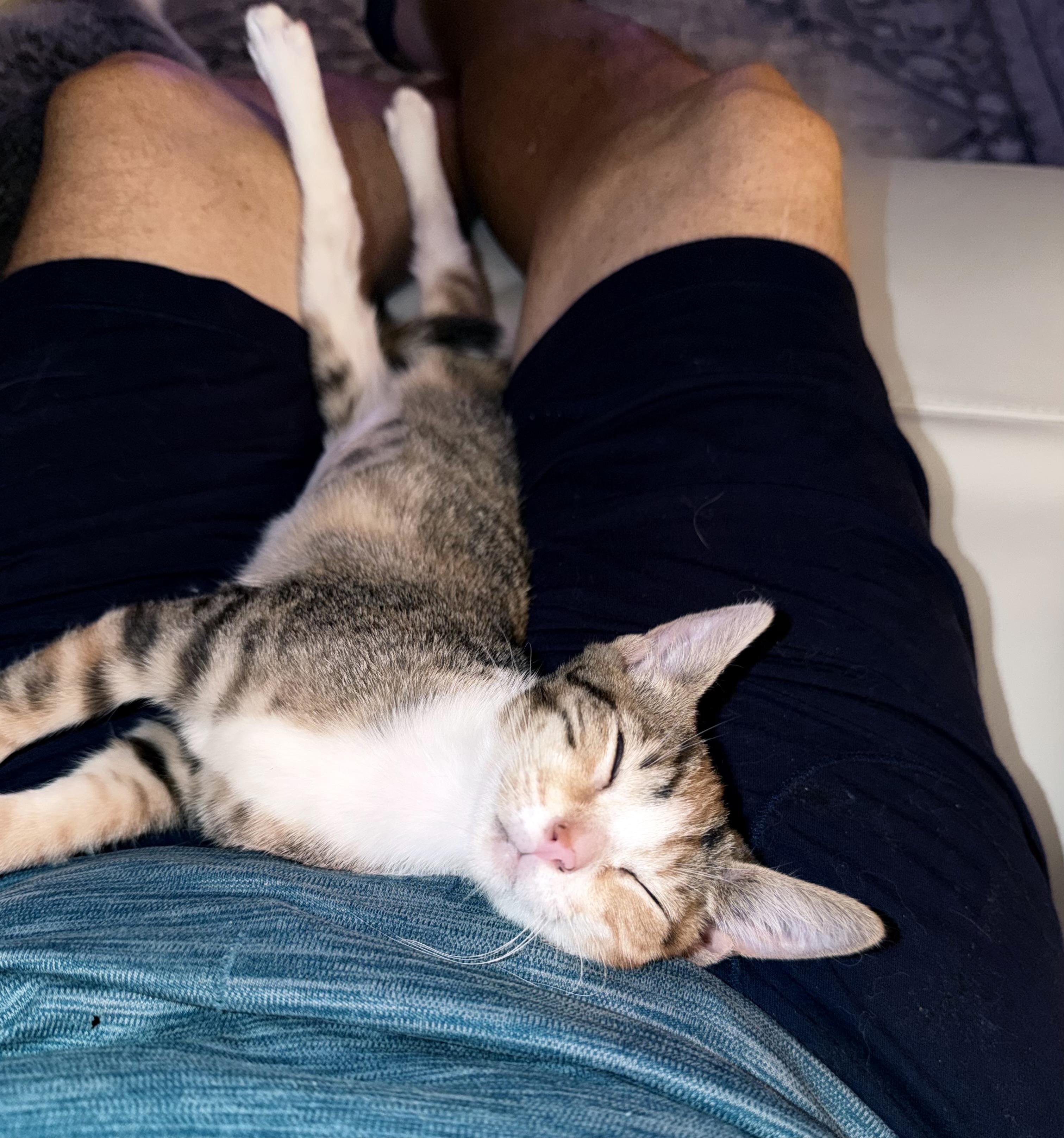 Enlarge Harper (Lap Cat Alert), a Adopted mixed breed in Lake Monroe, FL image 2/6