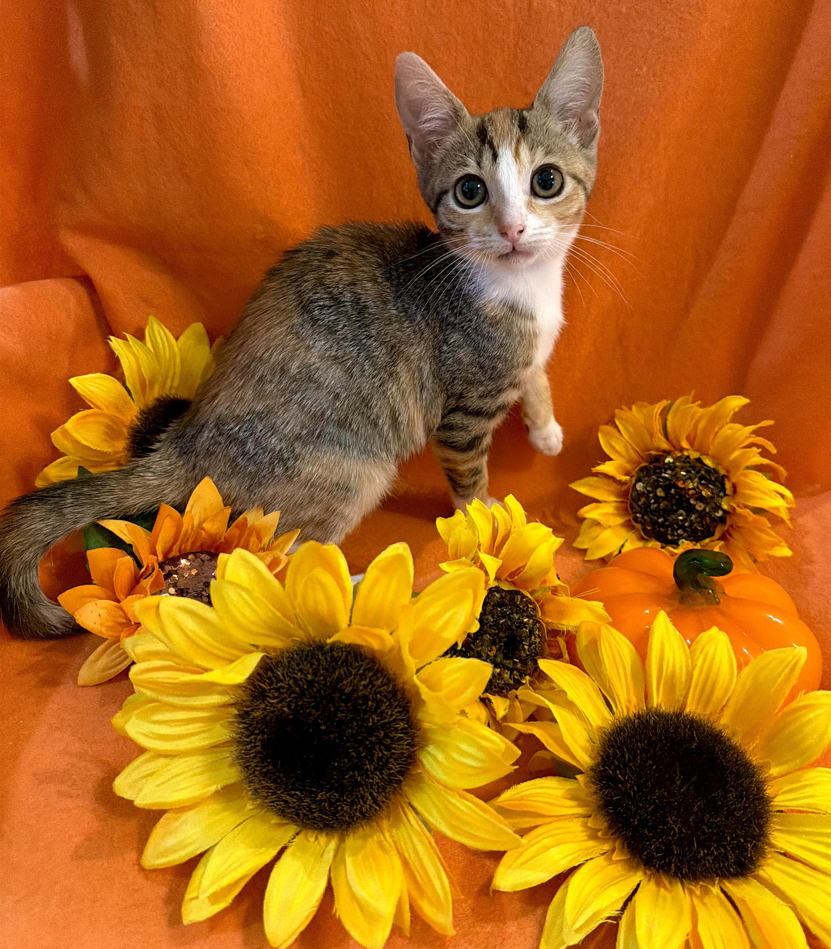 Enlarge Harper (Lap Cat Alert), a Adopted mixed breed in Lake Monroe, FL image 3/6