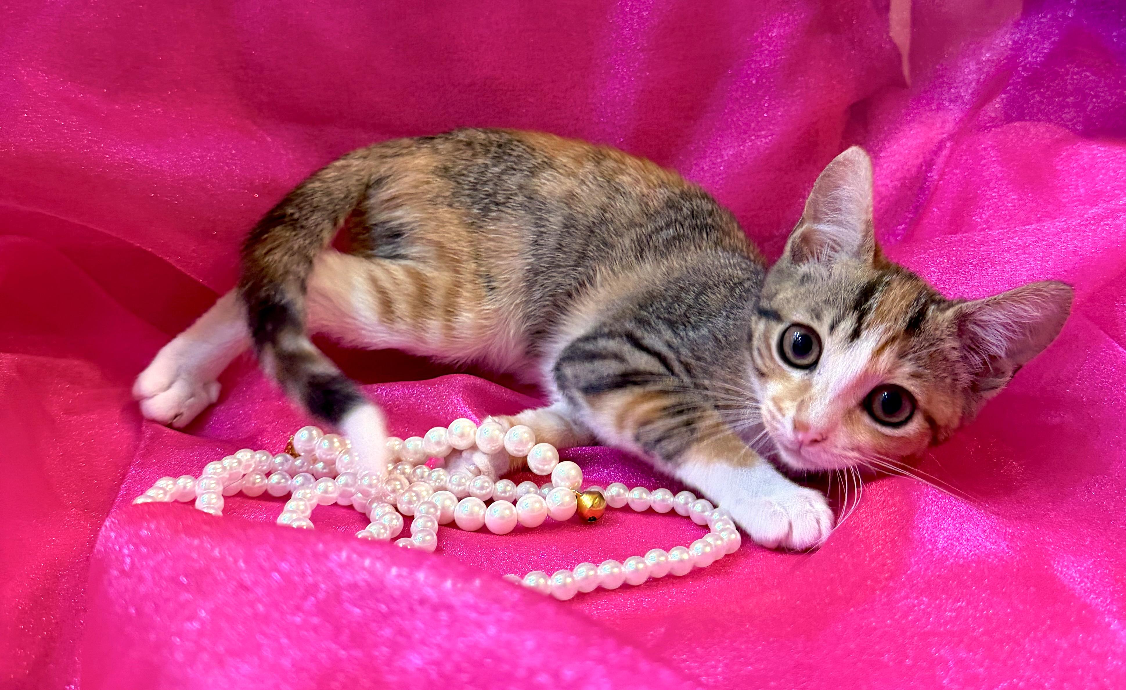 Enlarge Harper (Lap Cat Alert), a Adopted mixed breed in Lake Monroe, FL image 5/6