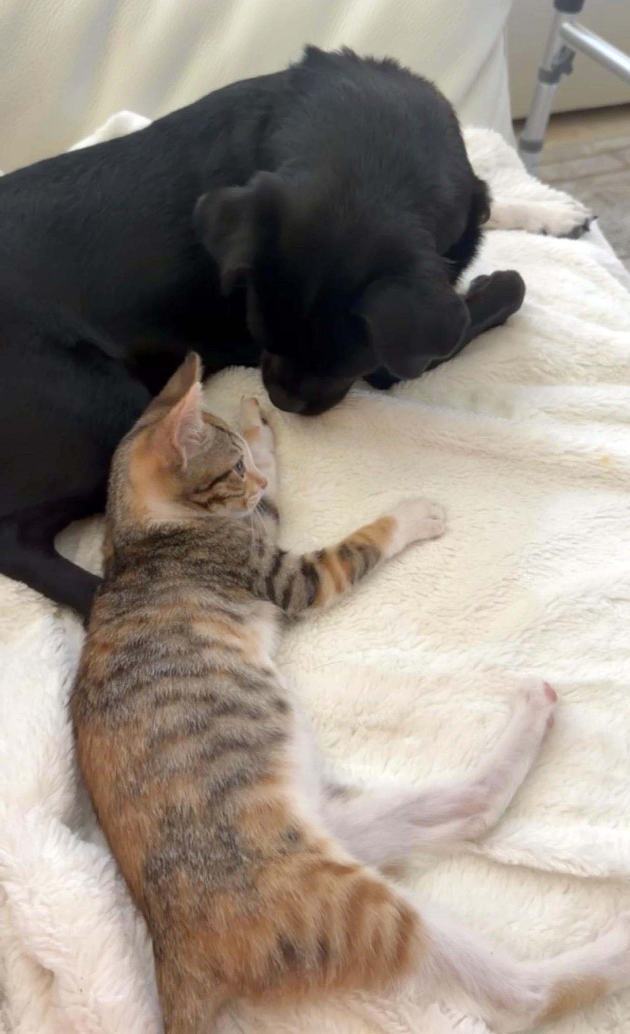 Enlarge Harper (Lap Cat Alert), a Adopted mixed breed in Lake Monroe, FL image 6/6