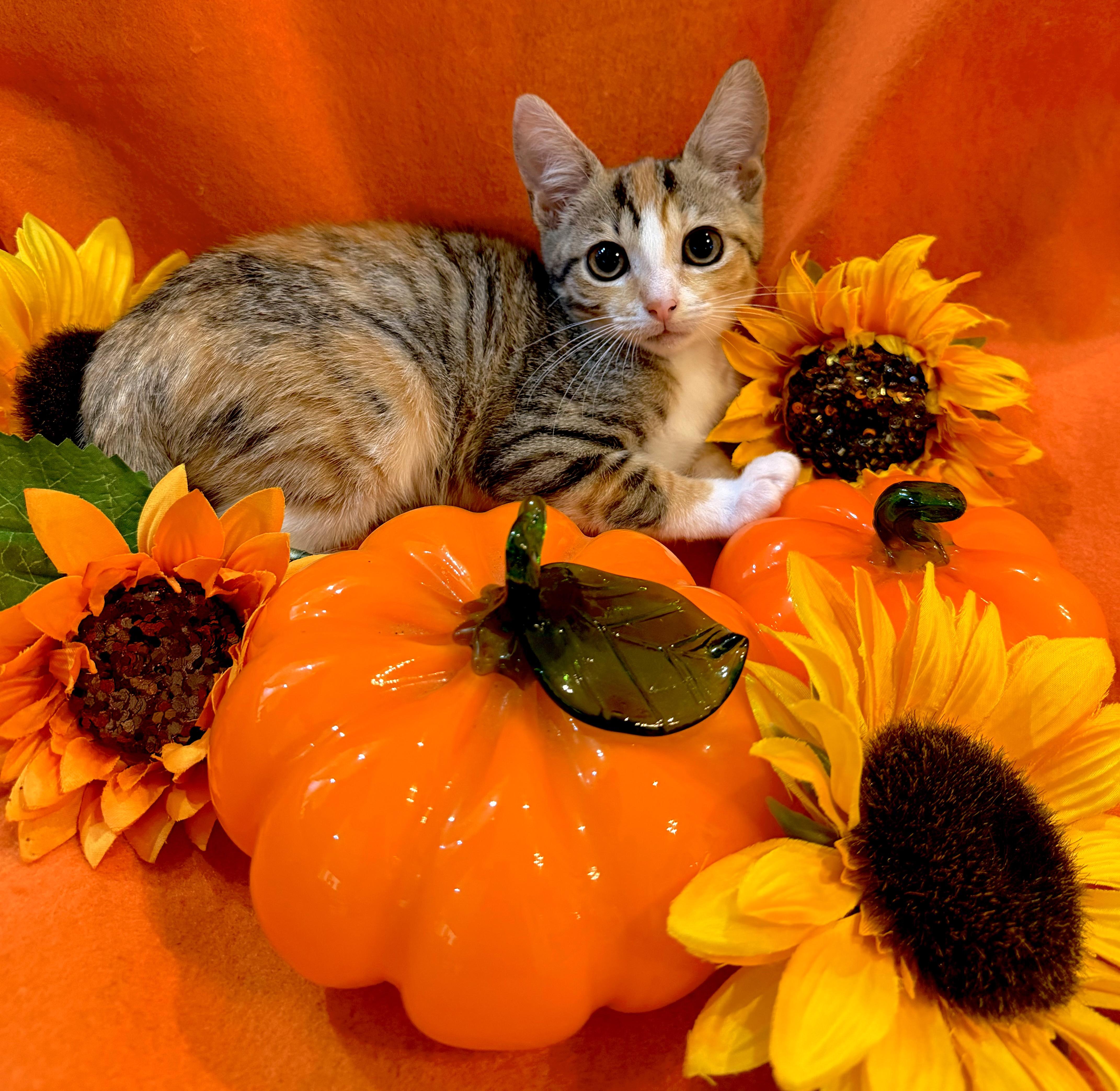 Enlarge Harper (Lap Cat Alert), a Adopted mixed breed in Lake Monroe, FL image 4/6
