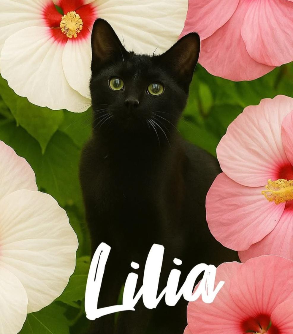 Enlarge Lalia, a Adoptable Domestic Short Hair in West Pittston, PA image 1/1