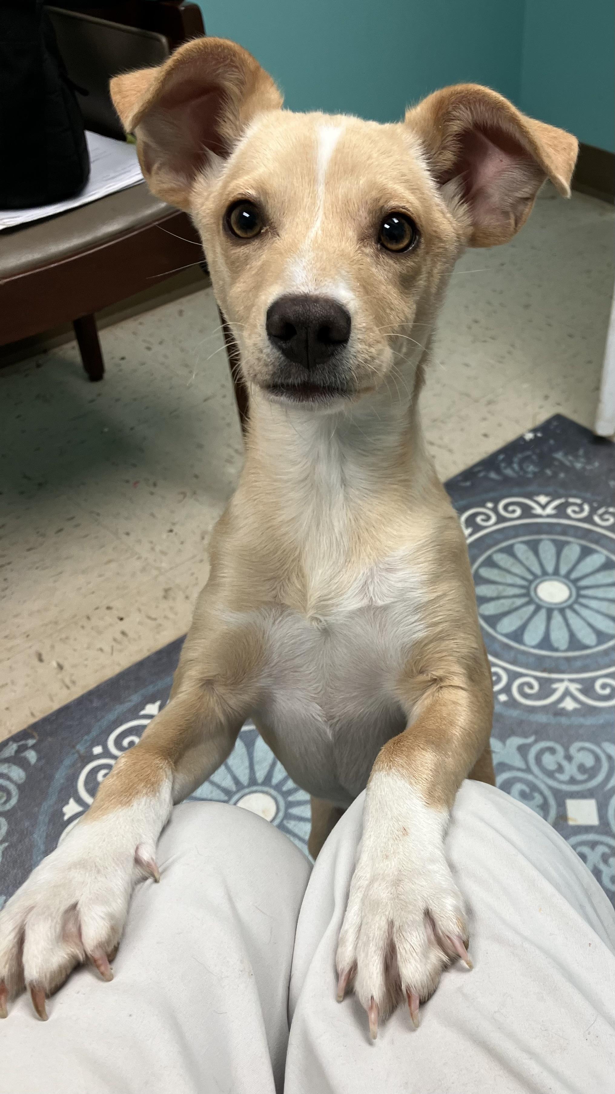 Enlarge Lassie, an adopted mixed breed in Sylacauga, AL image 1/1