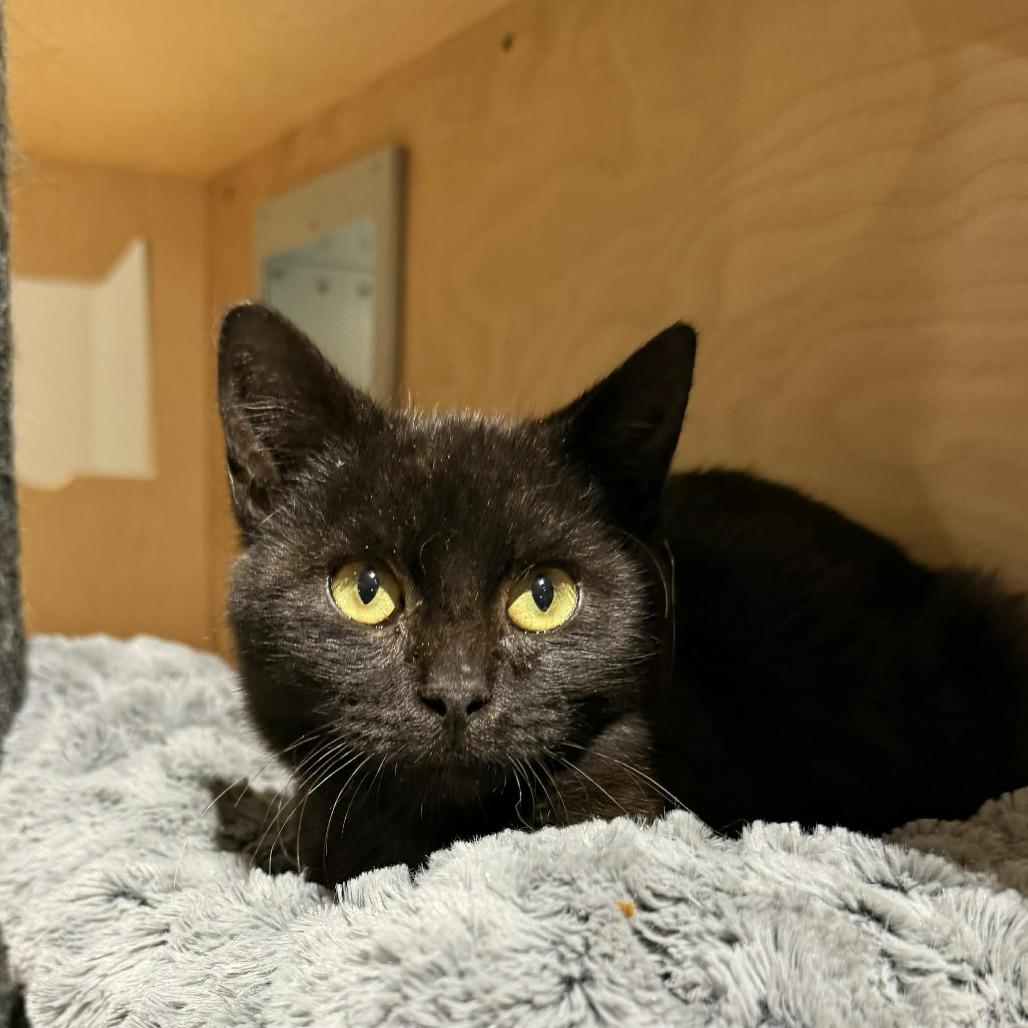 Enlarge Azuki, a Adoptable mixed breed in Wichita, KS image 1/5