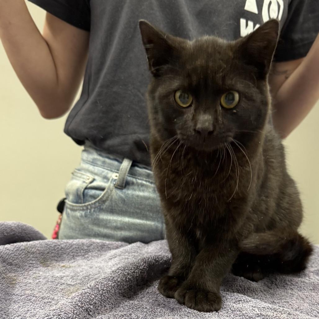 Enlarge Azuki, a Adoptable mixed breed in Wichita, KS image 2/5