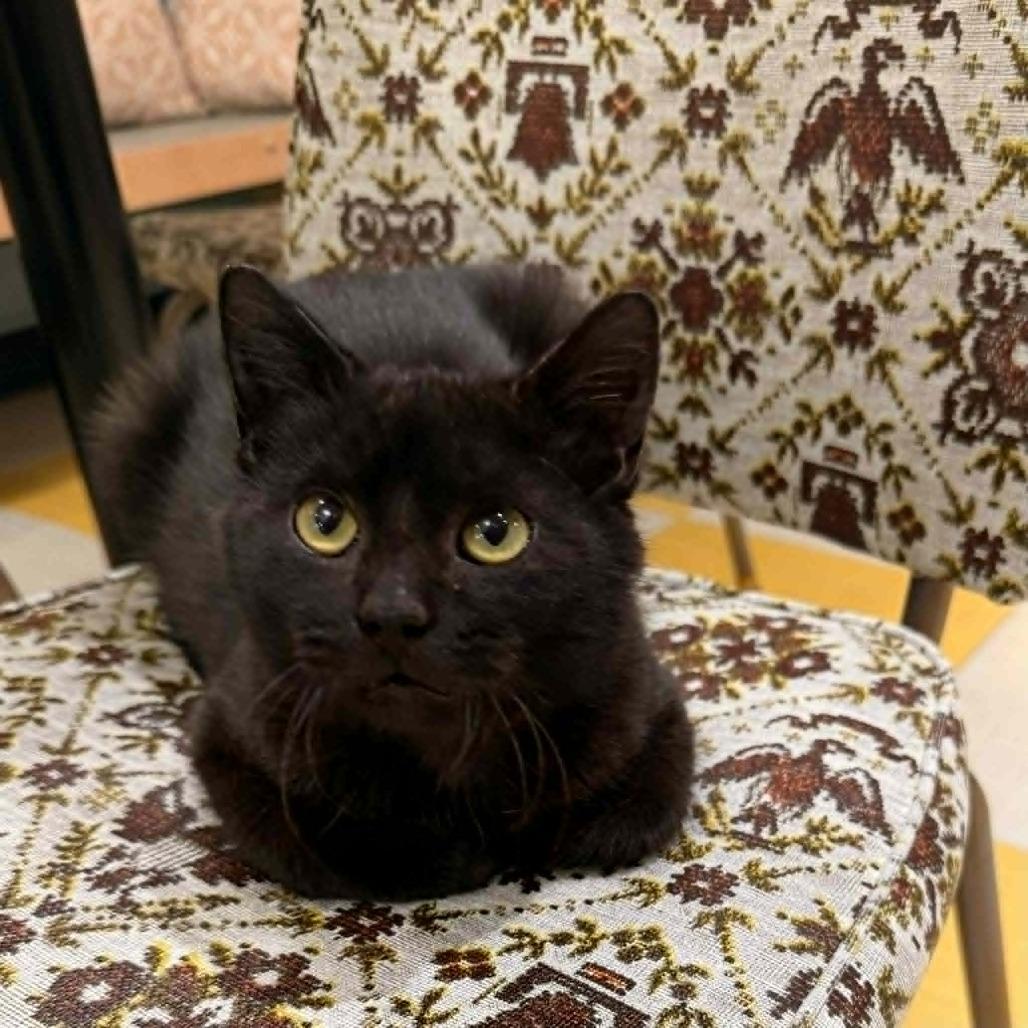 Enlarge Azuki, a Adoptable mixed breed in Wichita, KS image 3/5