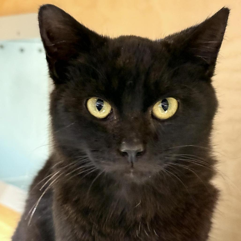 Enlarge Azuki, a Adoptable mixed breed in Wichita, KS image 4/5