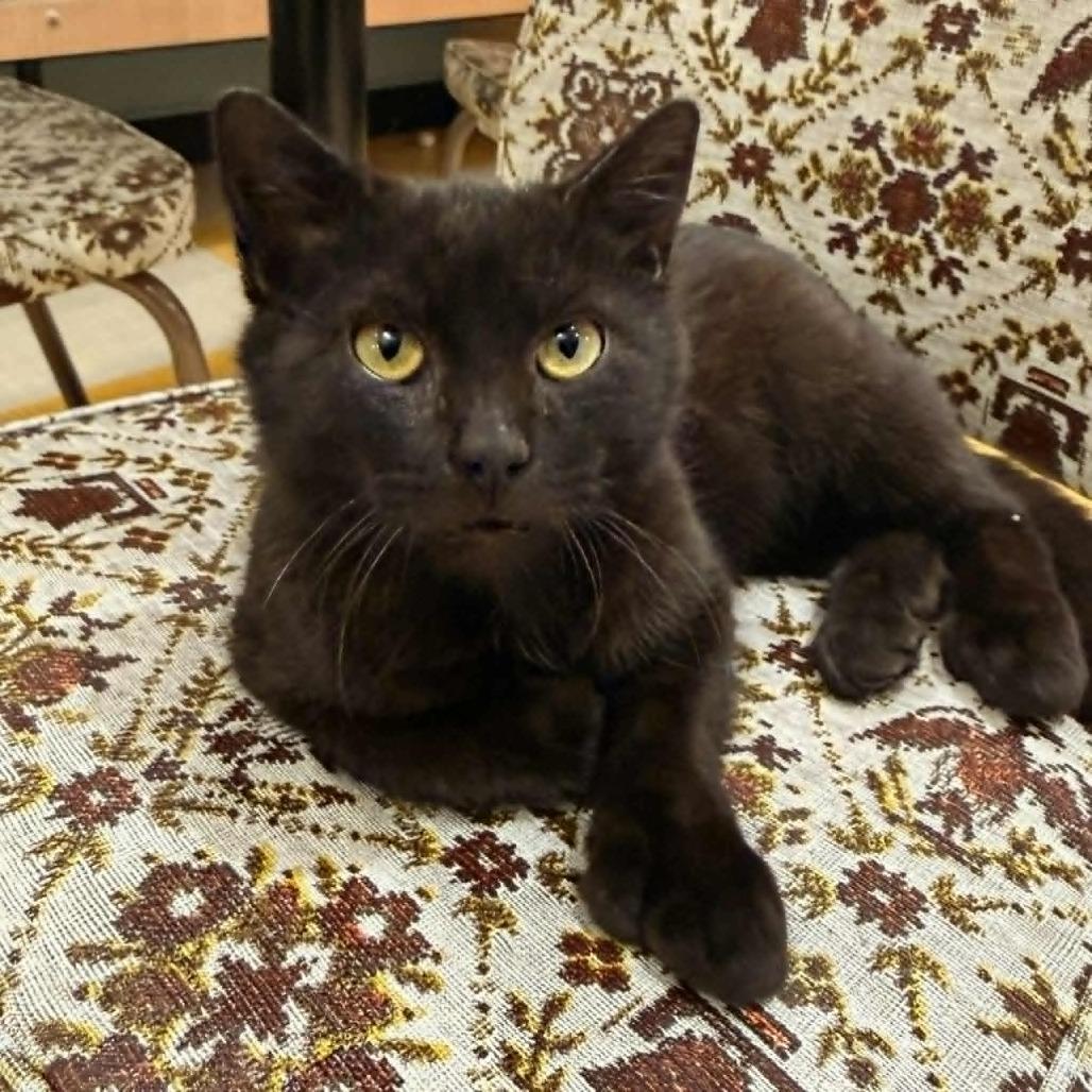 Enlarge Azuki, a Adoptable mixed breed in Wichita, KS image 5/5