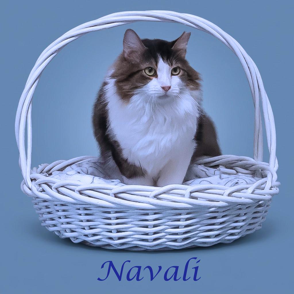 Navali C26-099, Adoptable, Senior Male Domestic Long Hair.
