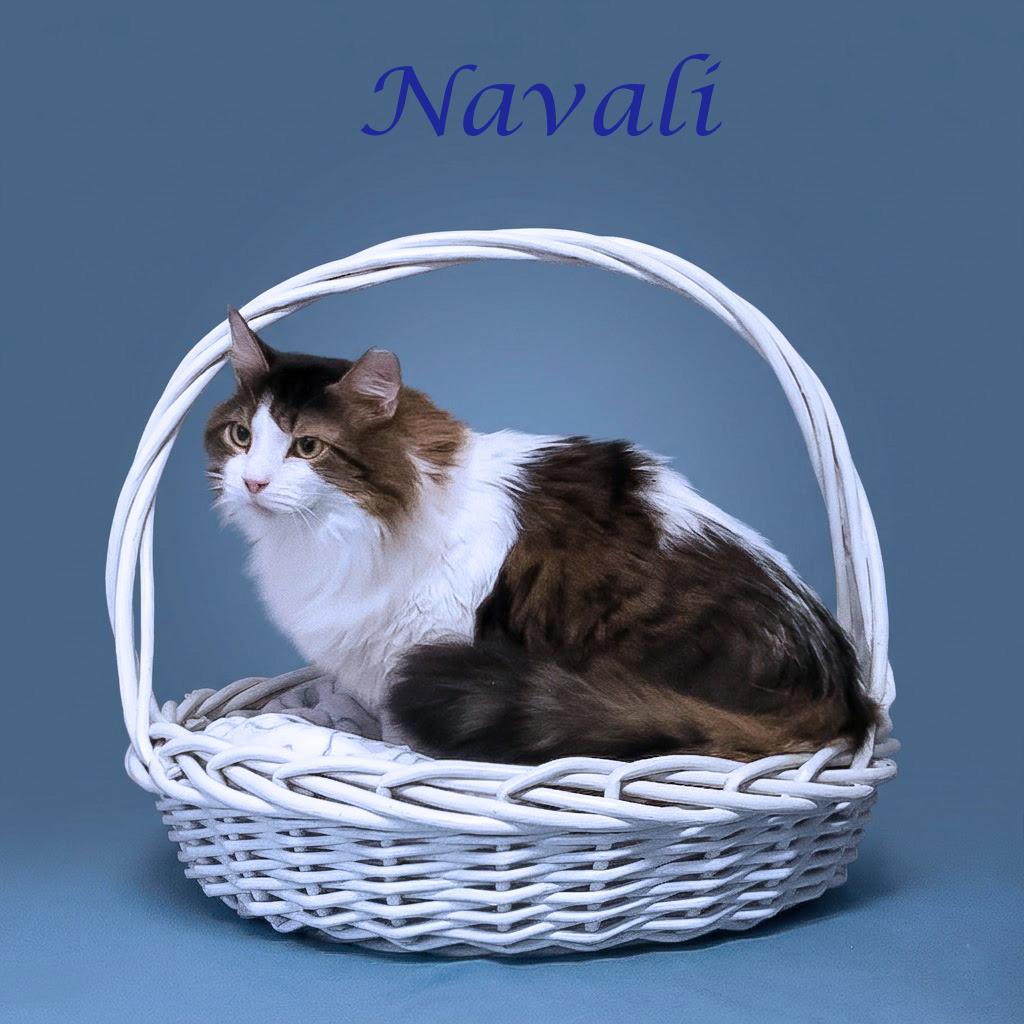 Enlarge Navali C26-099, a Adoptable Domestic Long Hair in Lebanon, TN image 2/6