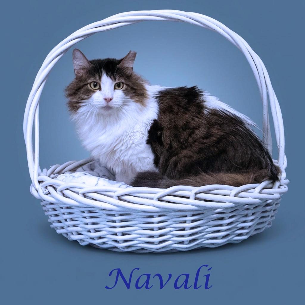 Enlarge Navali C26-099, a Adoptable Domestic Long Hair in Lebanon, TN image 3/6