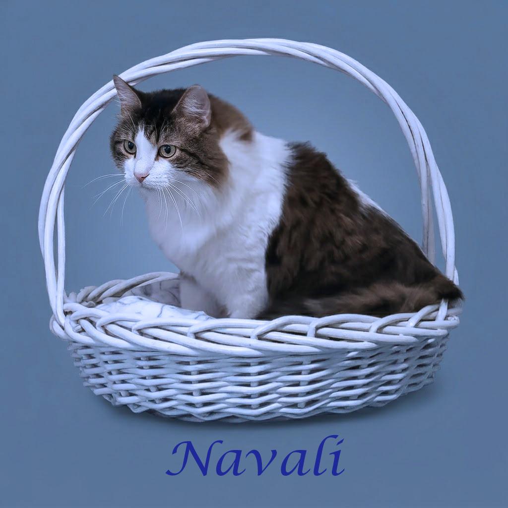 Enlarge Navali C26-099, a Adoptable Domestic Long Hair in Lebanon, TN image 4/6