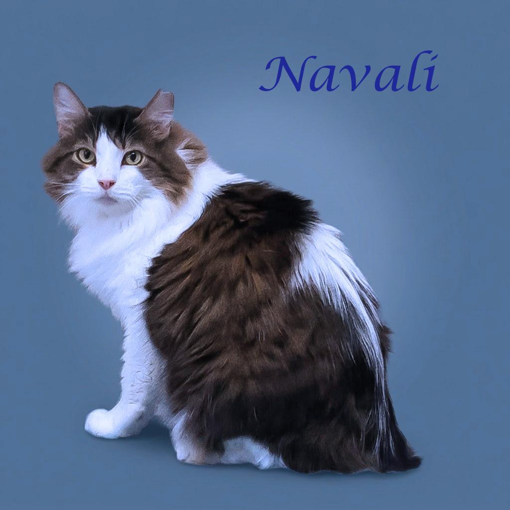 Enlarge Navali C26-099, a Adoptable Domestic Long Hair in Lebanon, TN image 6/6