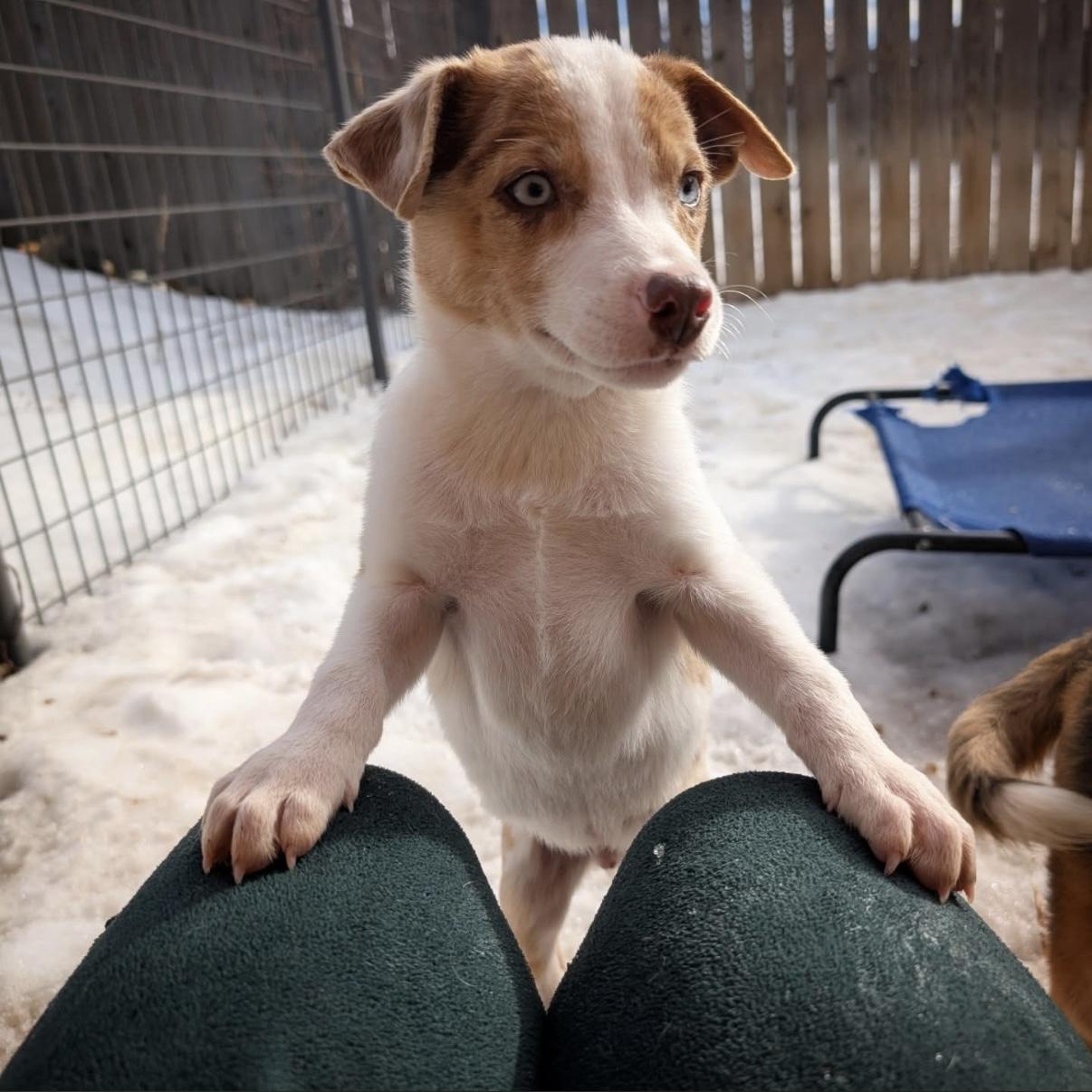 Enlarge Sven, a ADOPTABLE mixed breed in Crested Butte , CO image 1/1