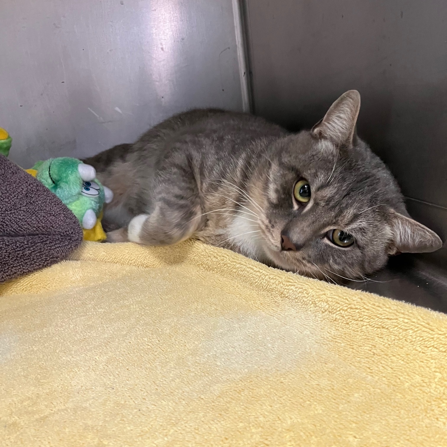Fuji *Prison Program*, Adult Male Domestic Short Hair