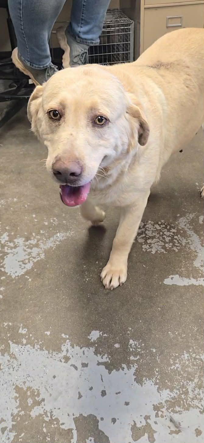 Enlarge Gillywater, an adopted mixed breed in Martinsville, IN image 2/3