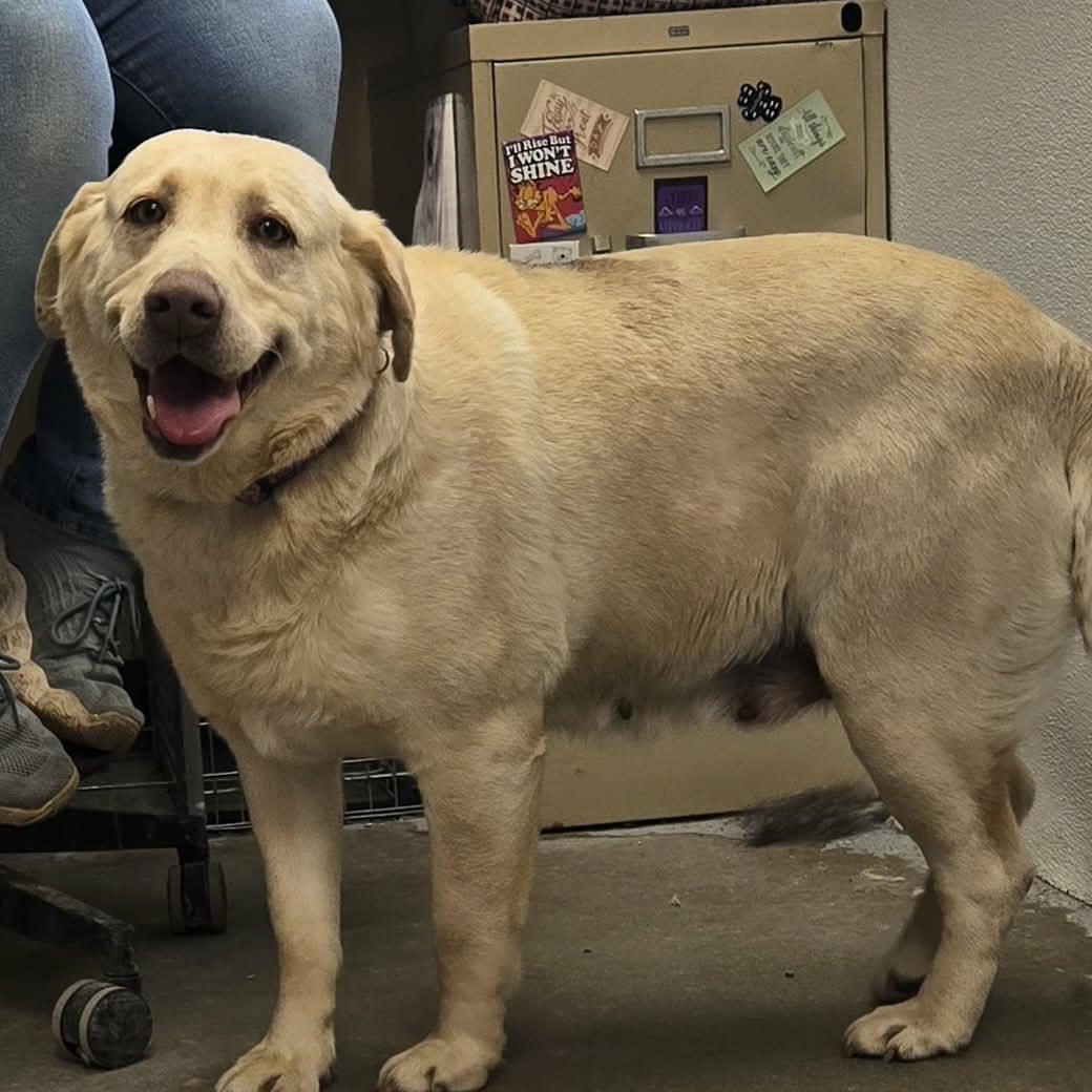 Gillywater, adopted, Adult Female Labrador Retriever.