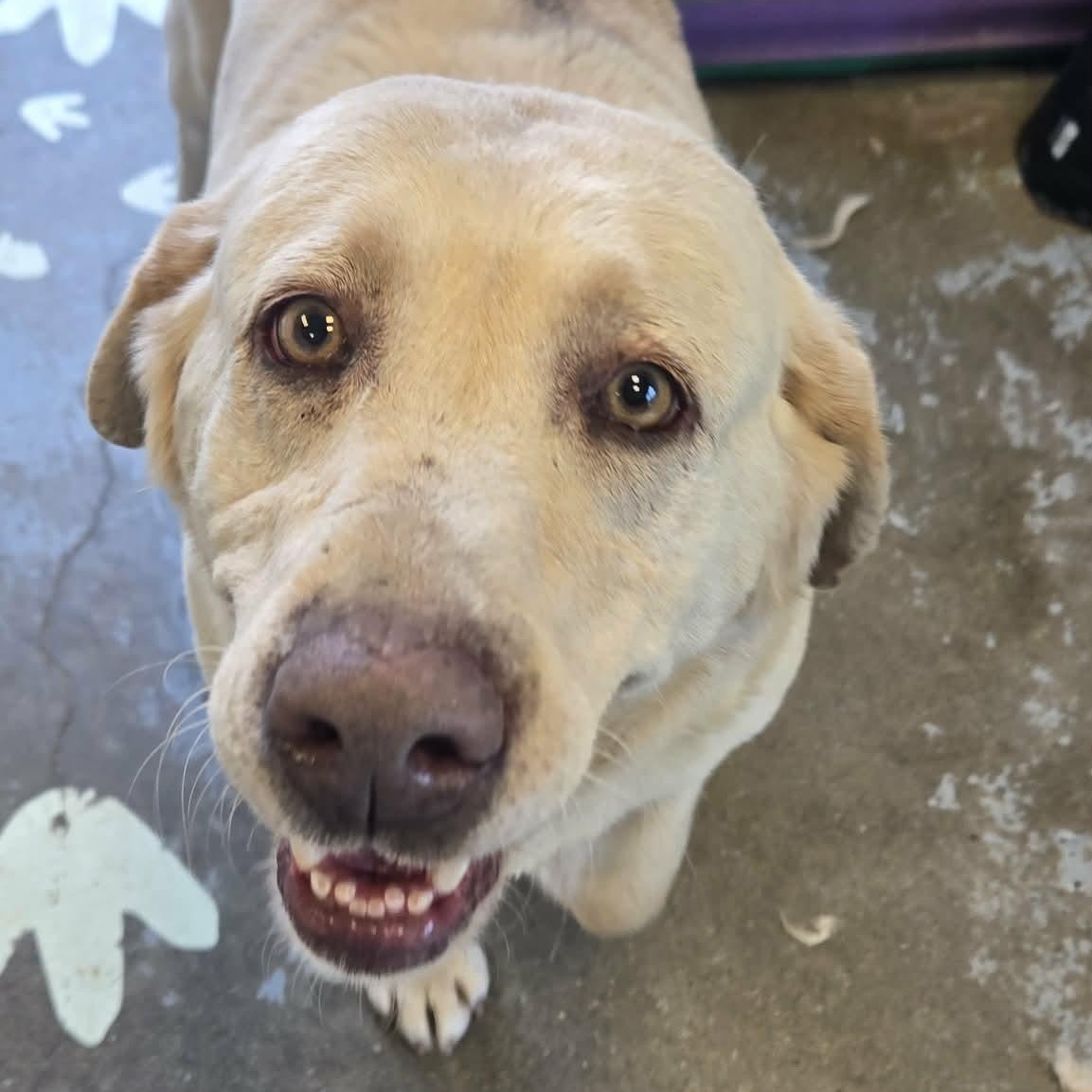 Enlarge Gillywater, an adopted mixed breed in Martinsville, IN image 3/3