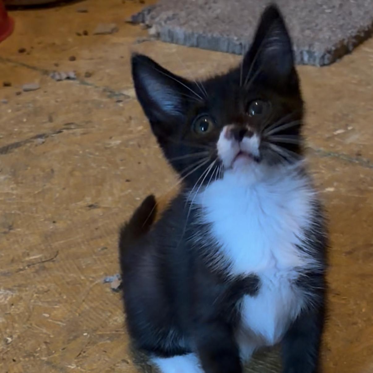 Proud Mary, adopted, Kitten Female Tuxedo.