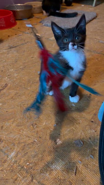 Enlarge Proud Mary, an adopted mixed breed in Newark valley, NY video 2/4