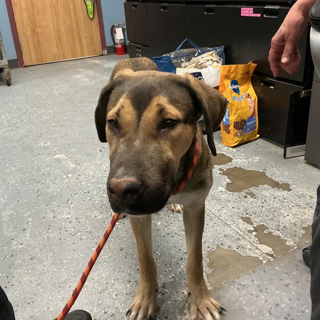 Xena, Adoptable, Adult Female Mixed Breed.