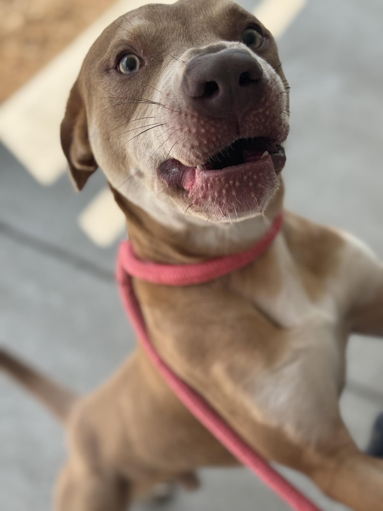 Copper, a Adoptable mixed breed in Benton Harbor, MI image 4/6