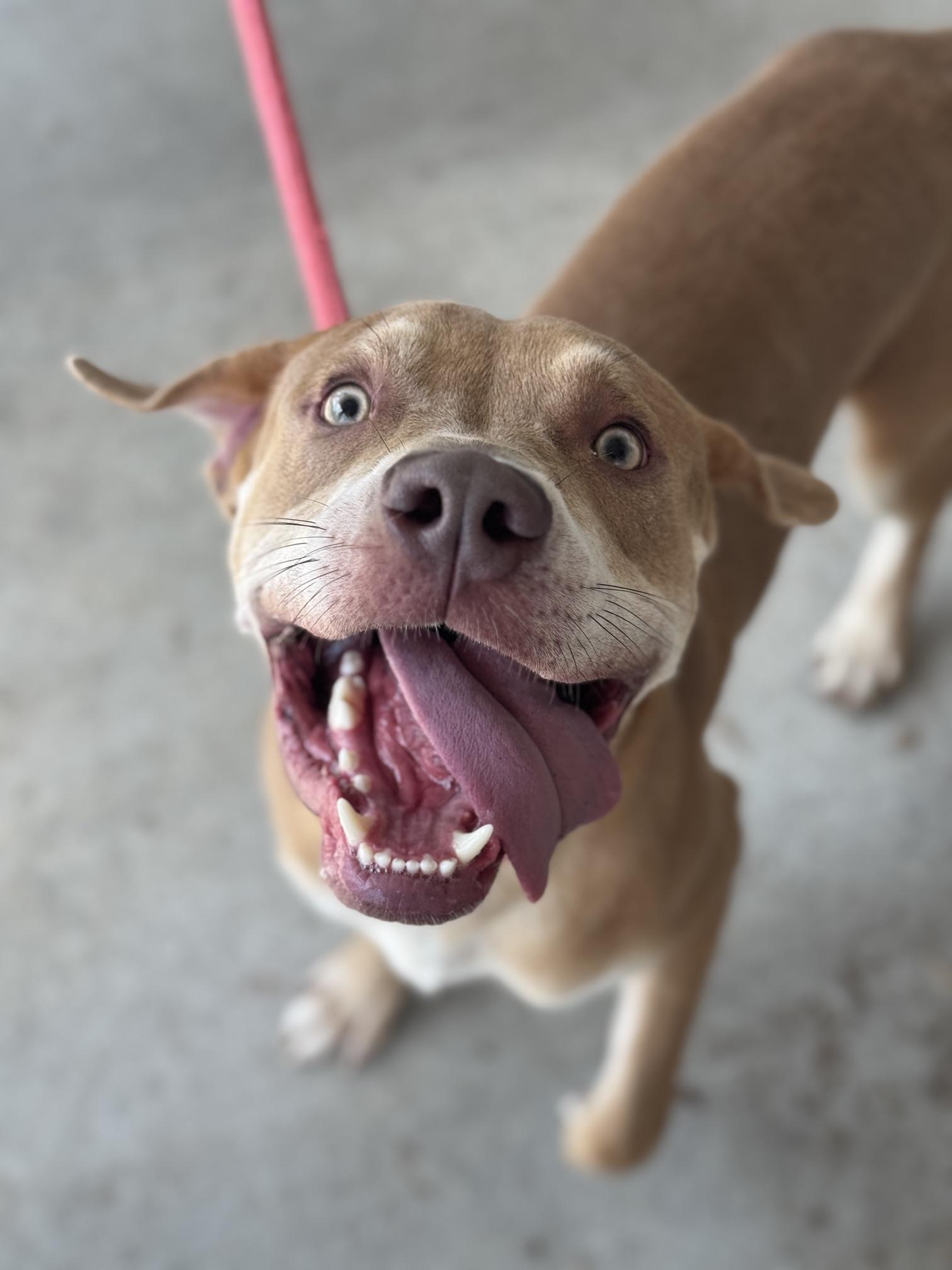 Copper, Adoptable, Young Male Pit Bull Terrier & Labrador Retriever.