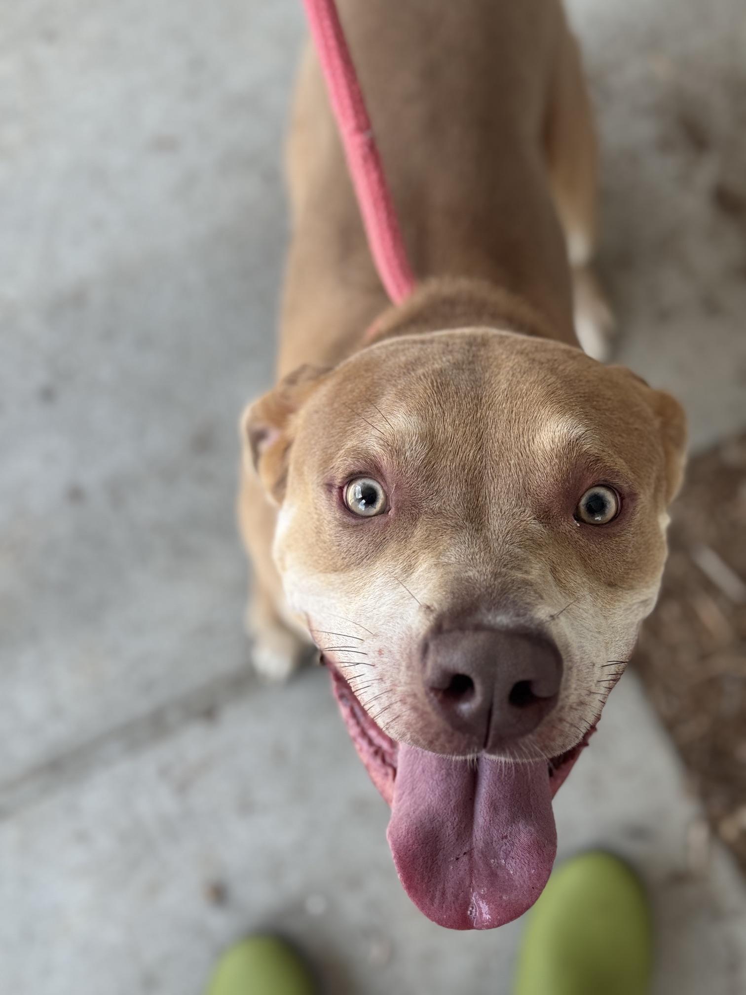 Copper, a Adoptable mixed breed in Benton Harbor, MI image 2/6