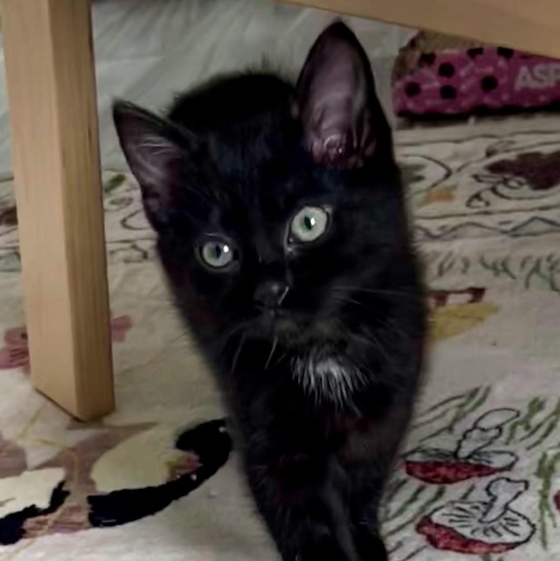 Zooey "Dash"anel, Adoptable, Kitten Female Domestic Short Hair.
