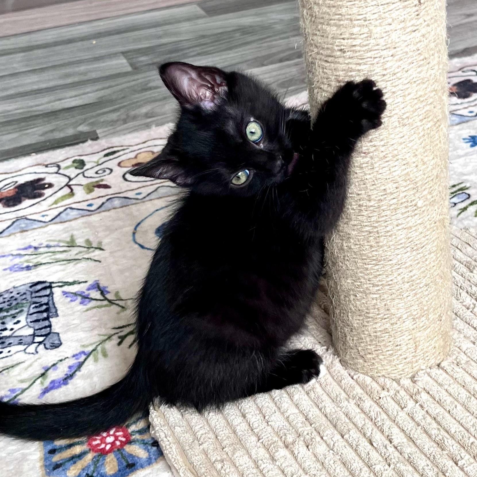 Zooey "Dash"anel, a Adoptable Domestic Short Hair in Charlotte, NC image 3/4